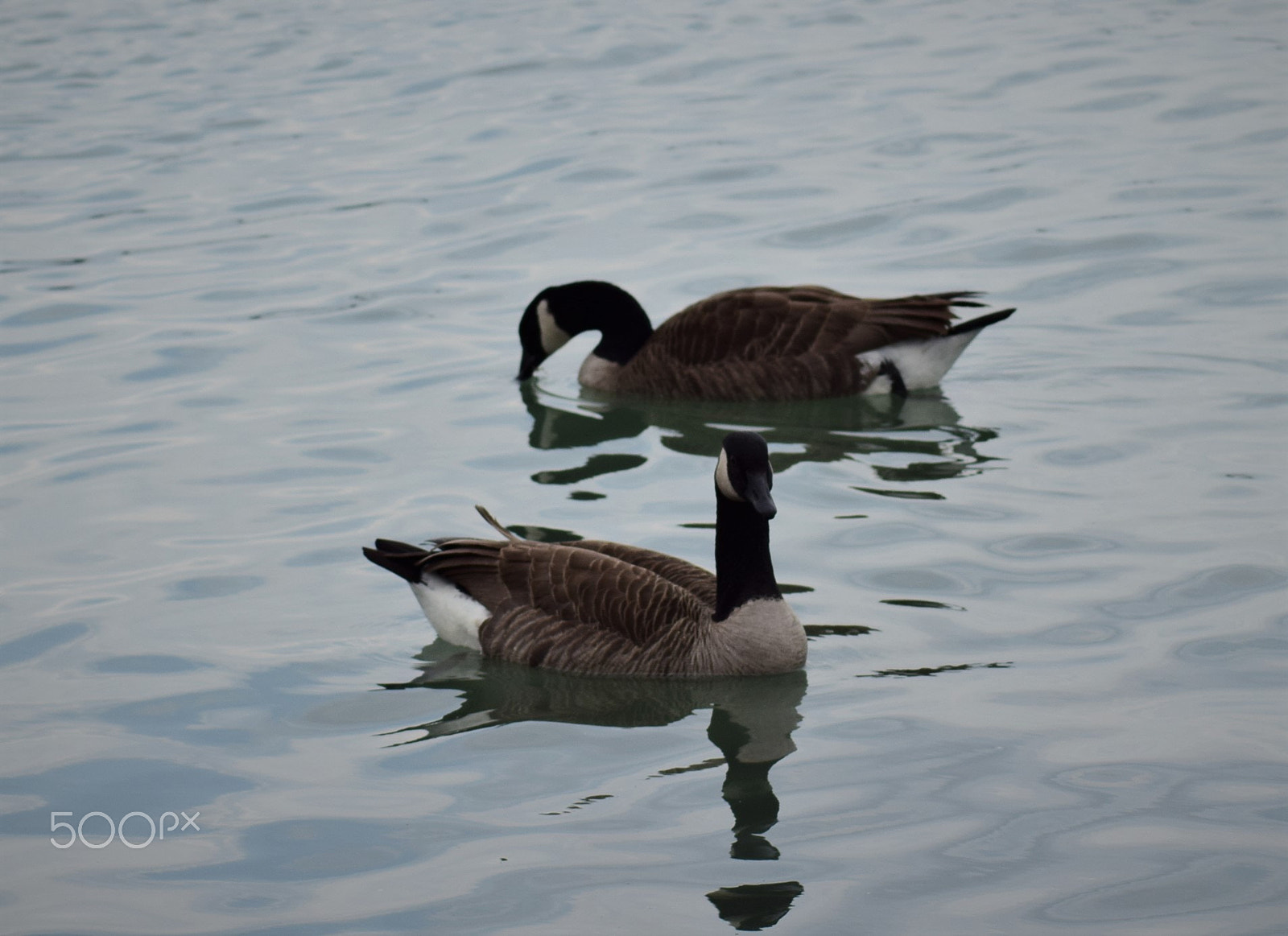 Tamron AF 70-300mm F4-5.6 Di LD Macro sample photo. Canada geese photography