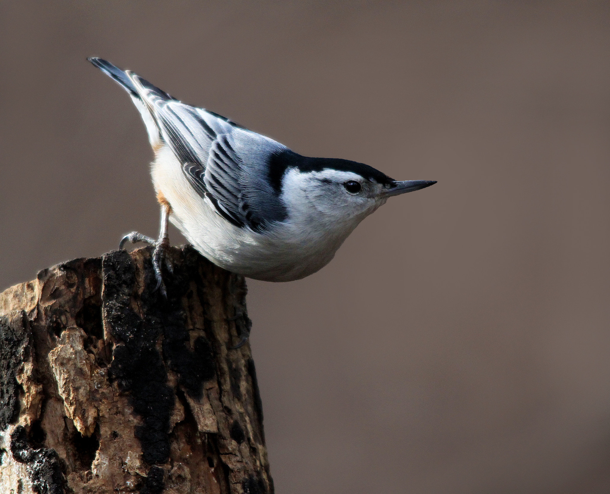 Canon EOS 500D (EOS Rebel T1i / EOS Kiss X3) sample photo. Nuthatch photography