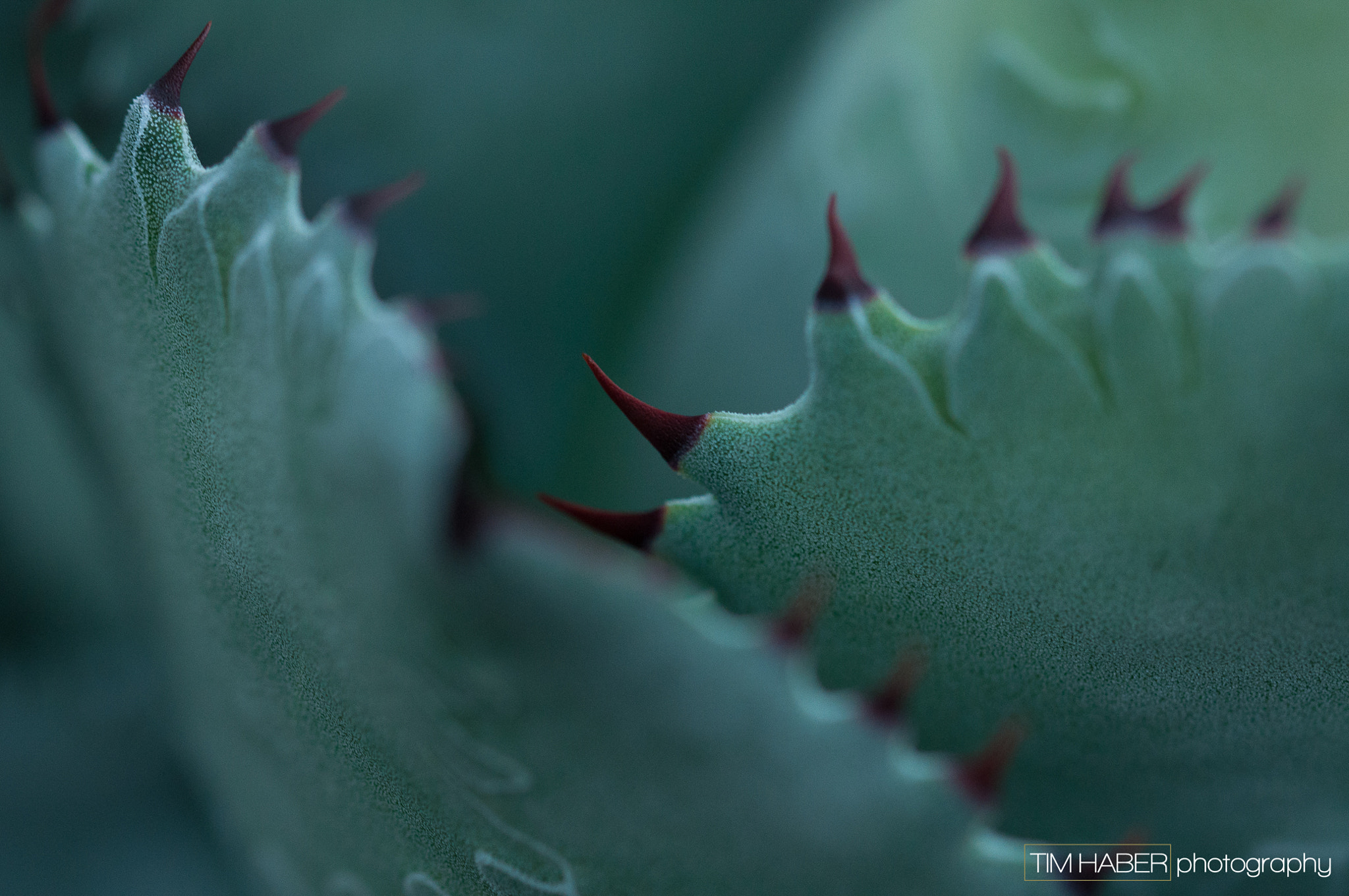 Nikon D90 sample photo. Cacti overlap photography