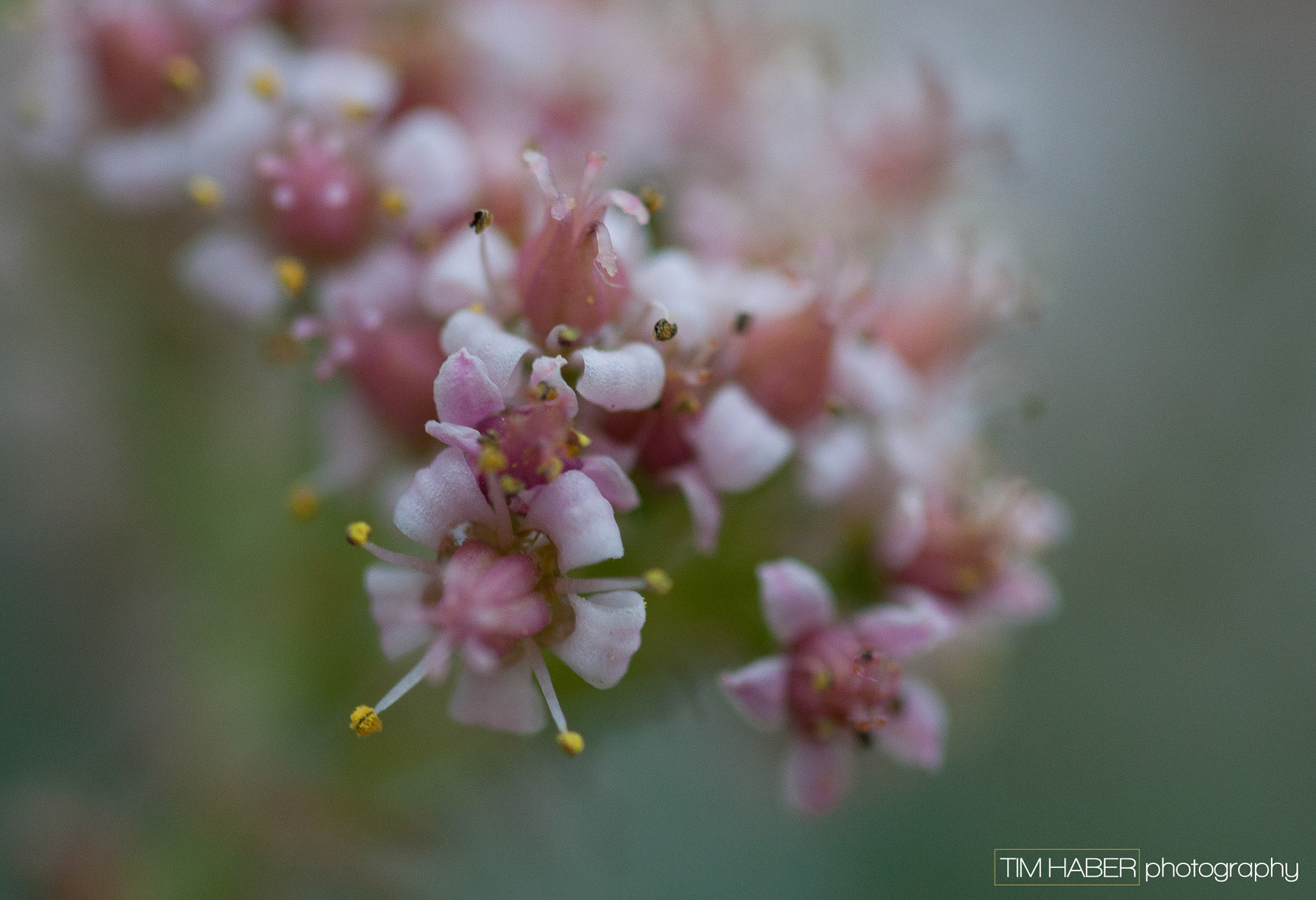 Nikon D90 sample photo. Soft floral photography