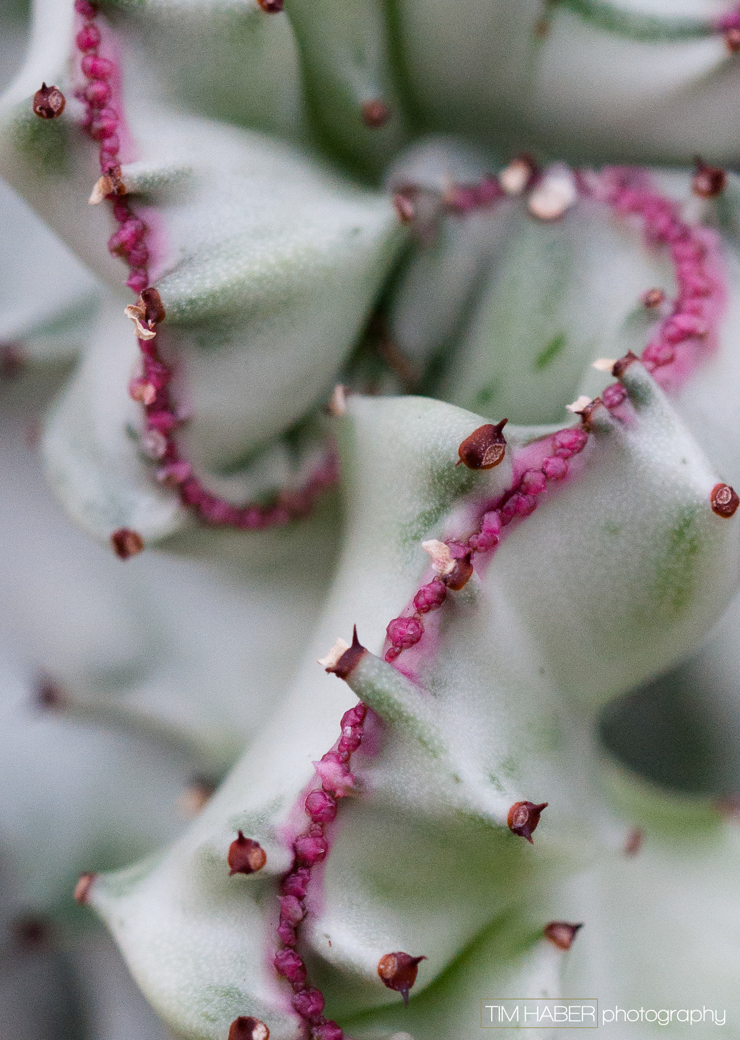 Sigma 105mm F2.8 EX DG OS HSM sample photo. Euphorbia colors photography