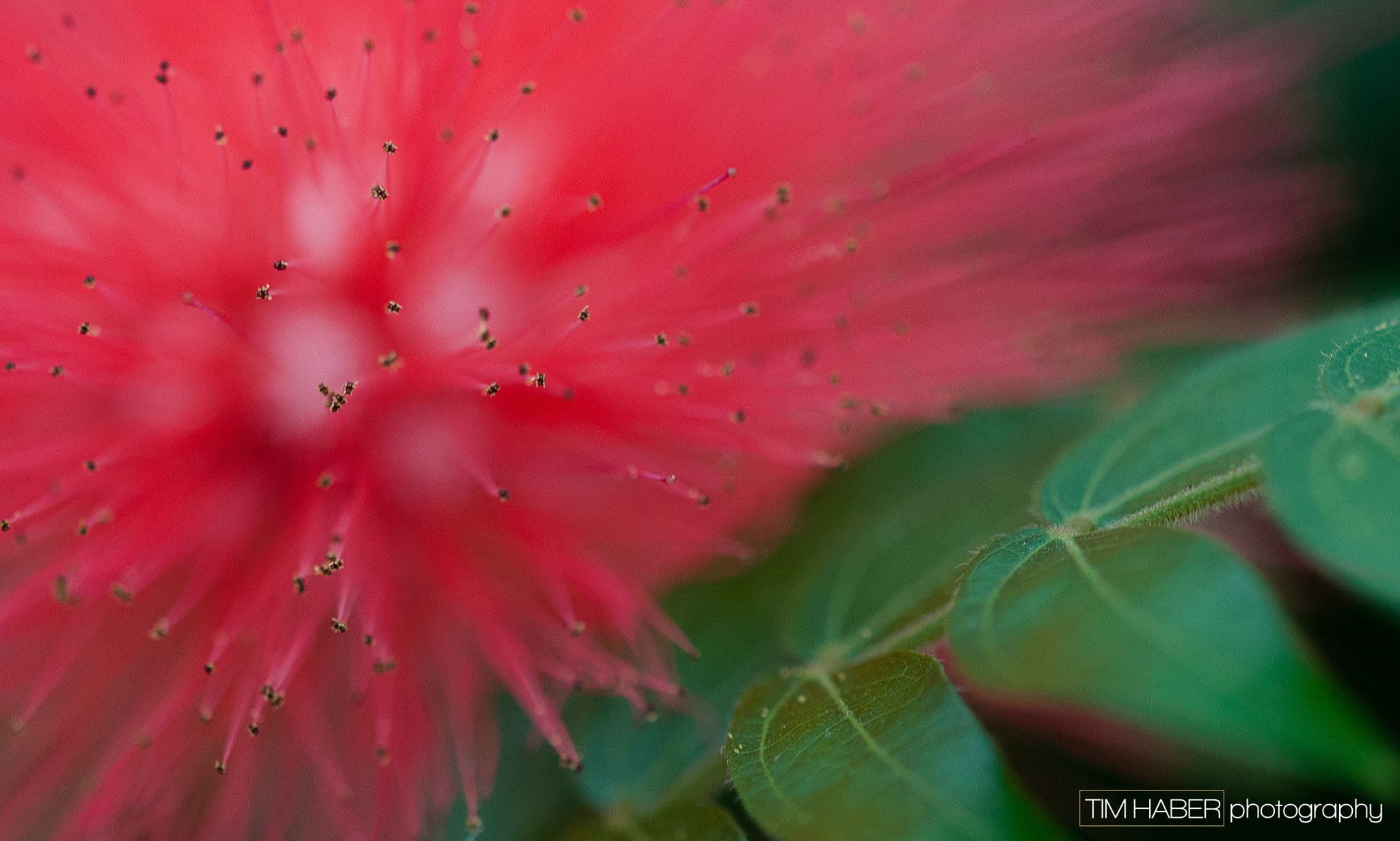 Sigma 105mm F2.8 EX DG OS HSM sample photo. Powderpuff (1) photography