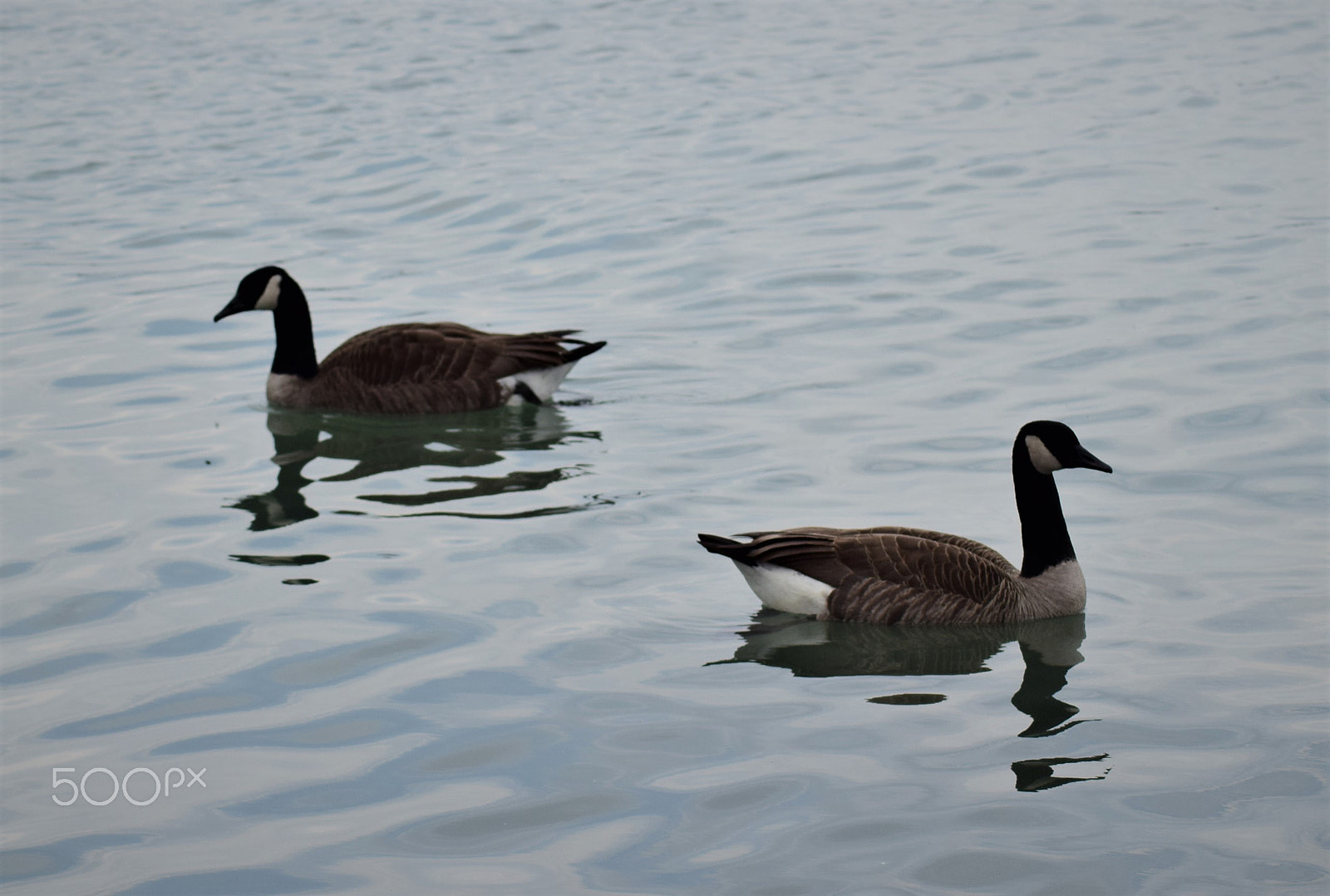 Tamron AF 70-300mm F4-5.6 Di LD Macro sample photo. Canada geese swimming photography