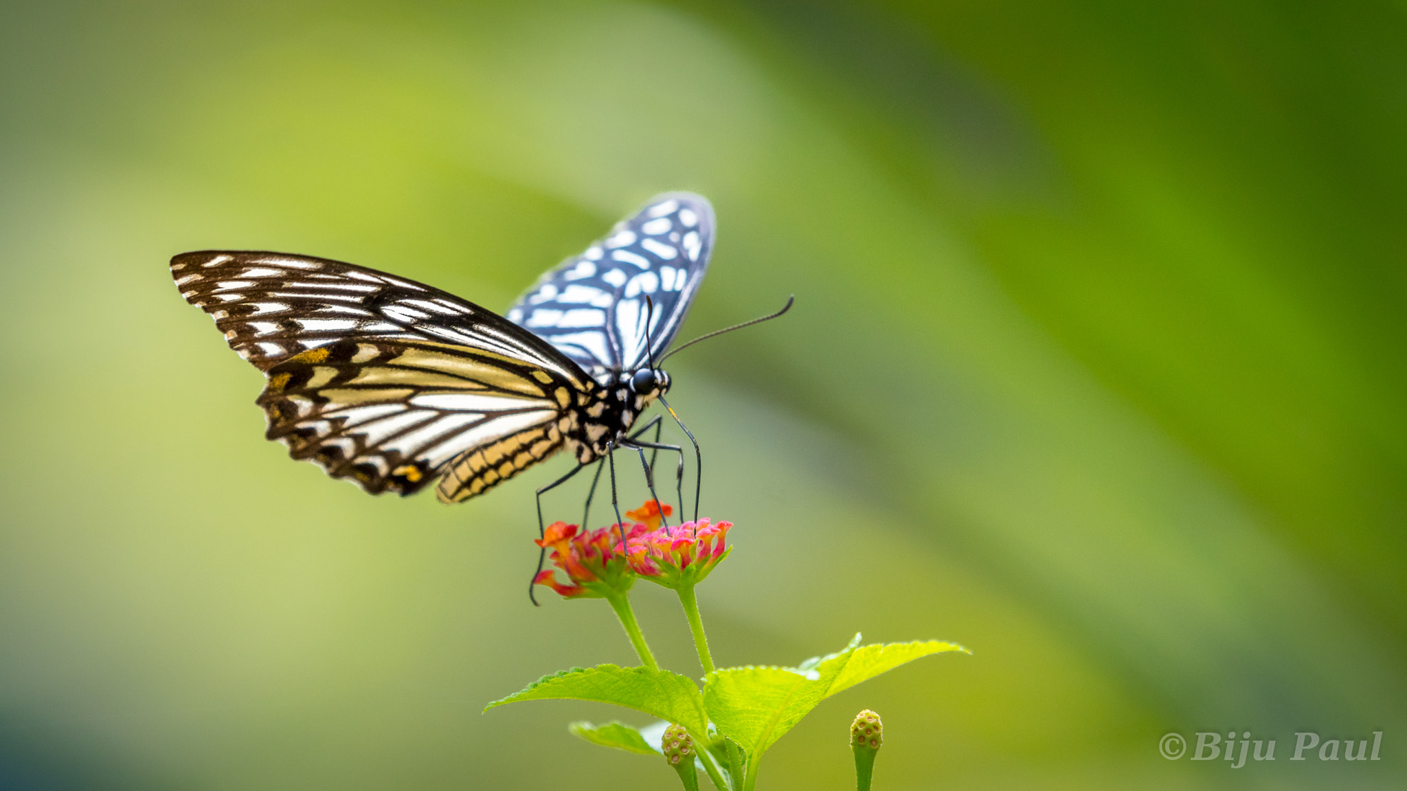 Nikon D5500 + Nikon AF-S Nikkor 200-500mm F5.6E ED VR sample photo. Common mime butterfly photography