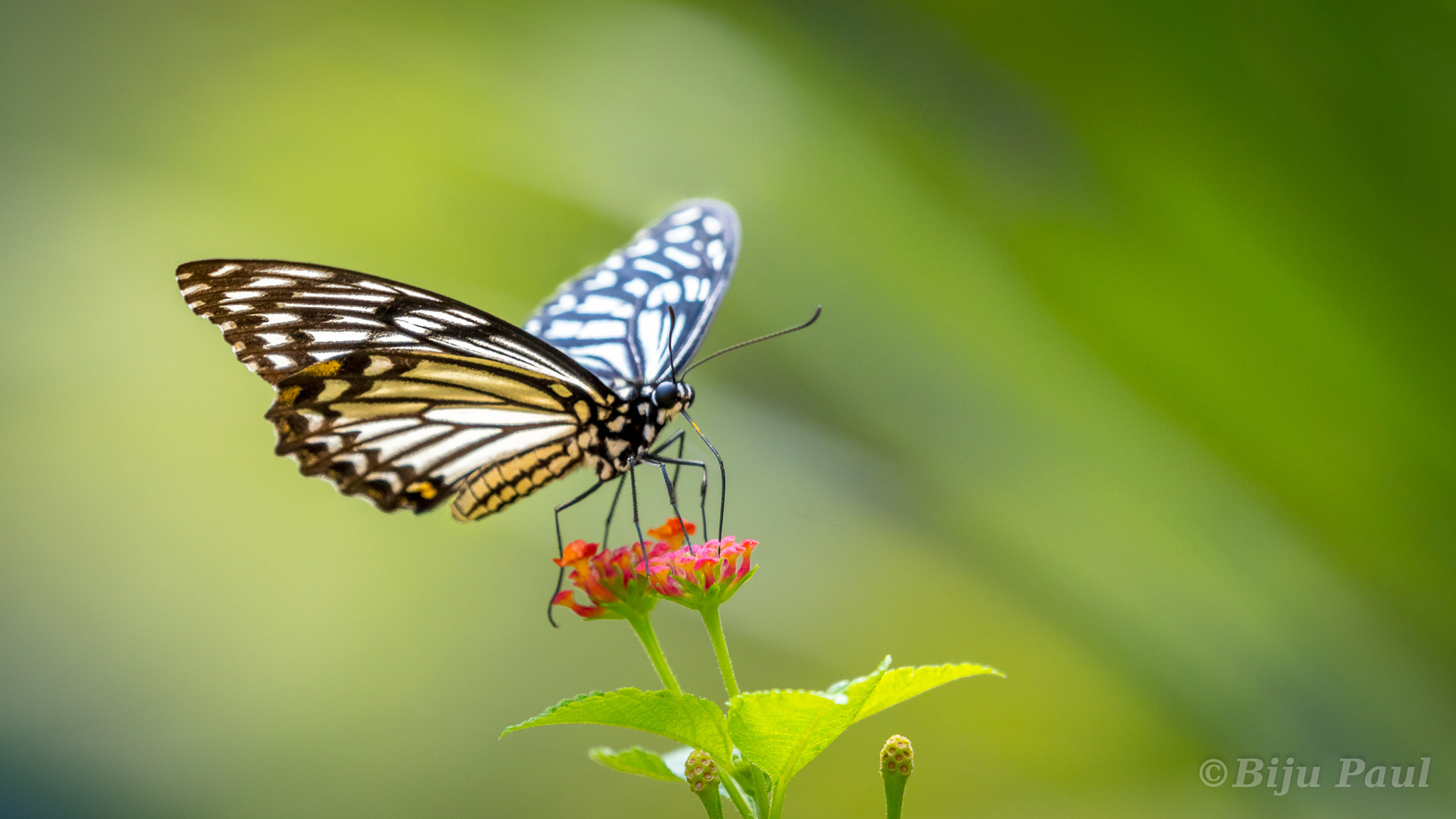 Nikon AF-S Nikkor 200-500mm F5.6E ED VR sample photo. Common mime butterfly photography