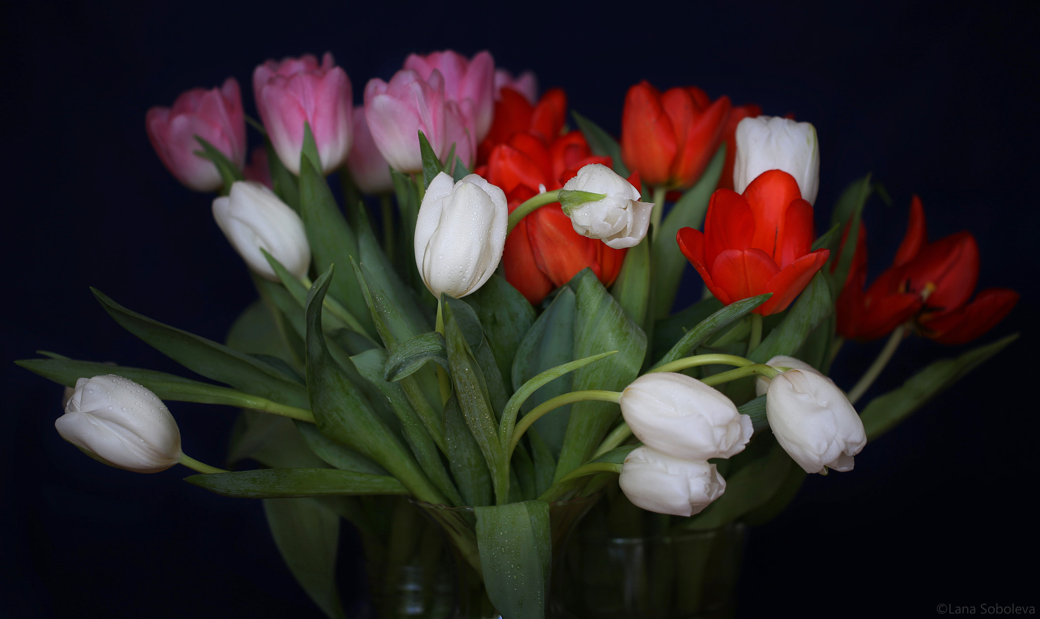 Canon EF 100mm F2.8L Macro IS USM sample photo. Tulips photography