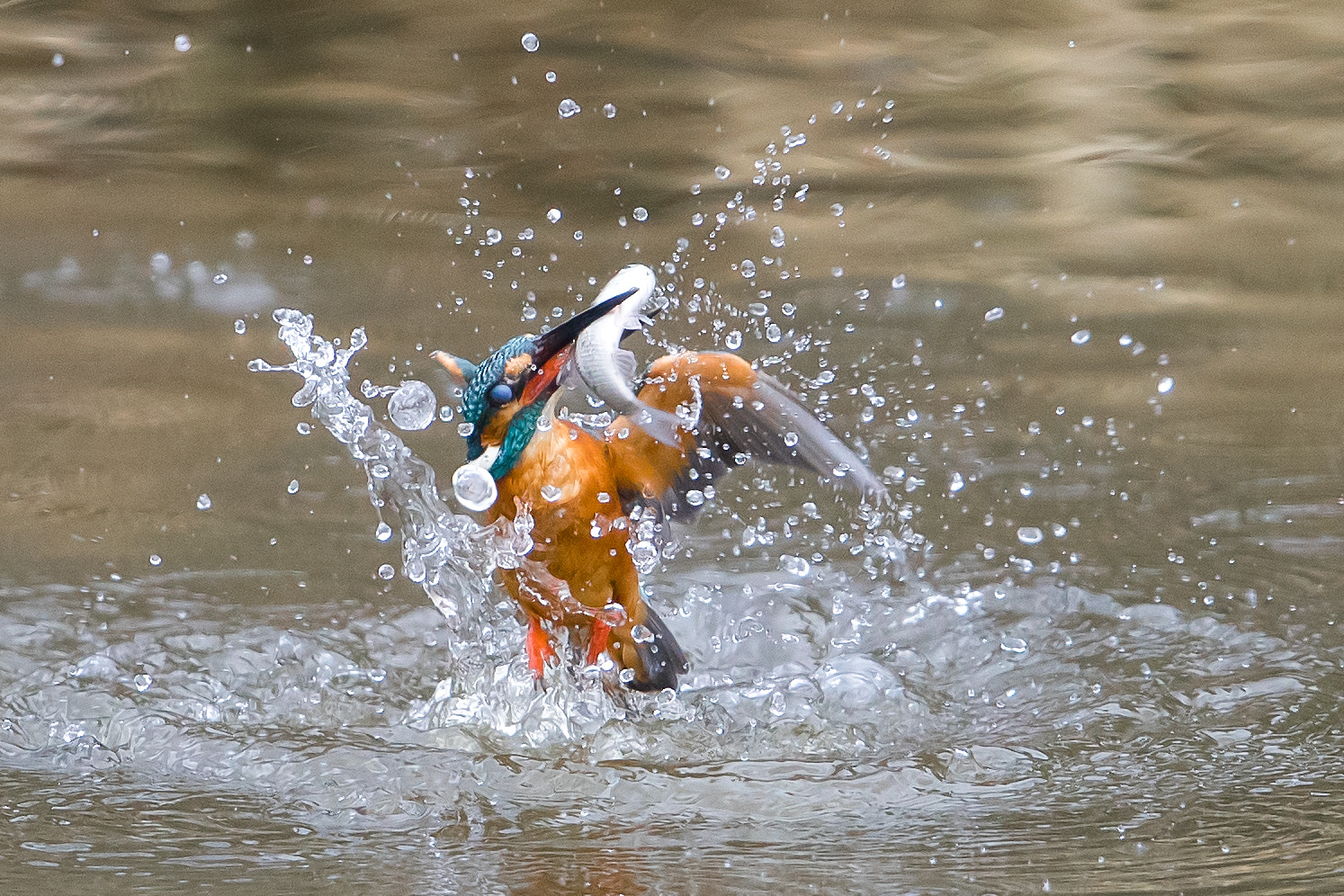 Canon EF 600mm F4L IS II USM sample photo. Kingfisher photography
