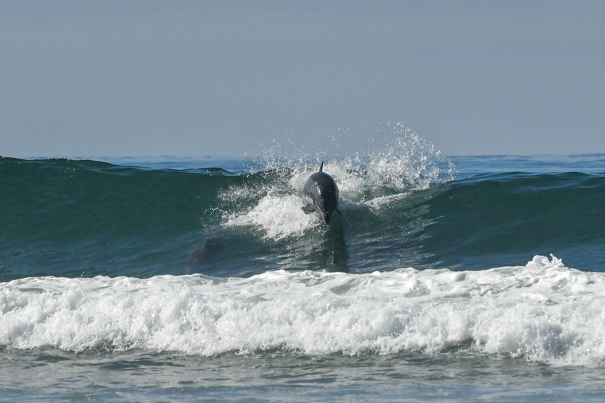 Nikon D500 sample photo. 30587321165.jpg photography