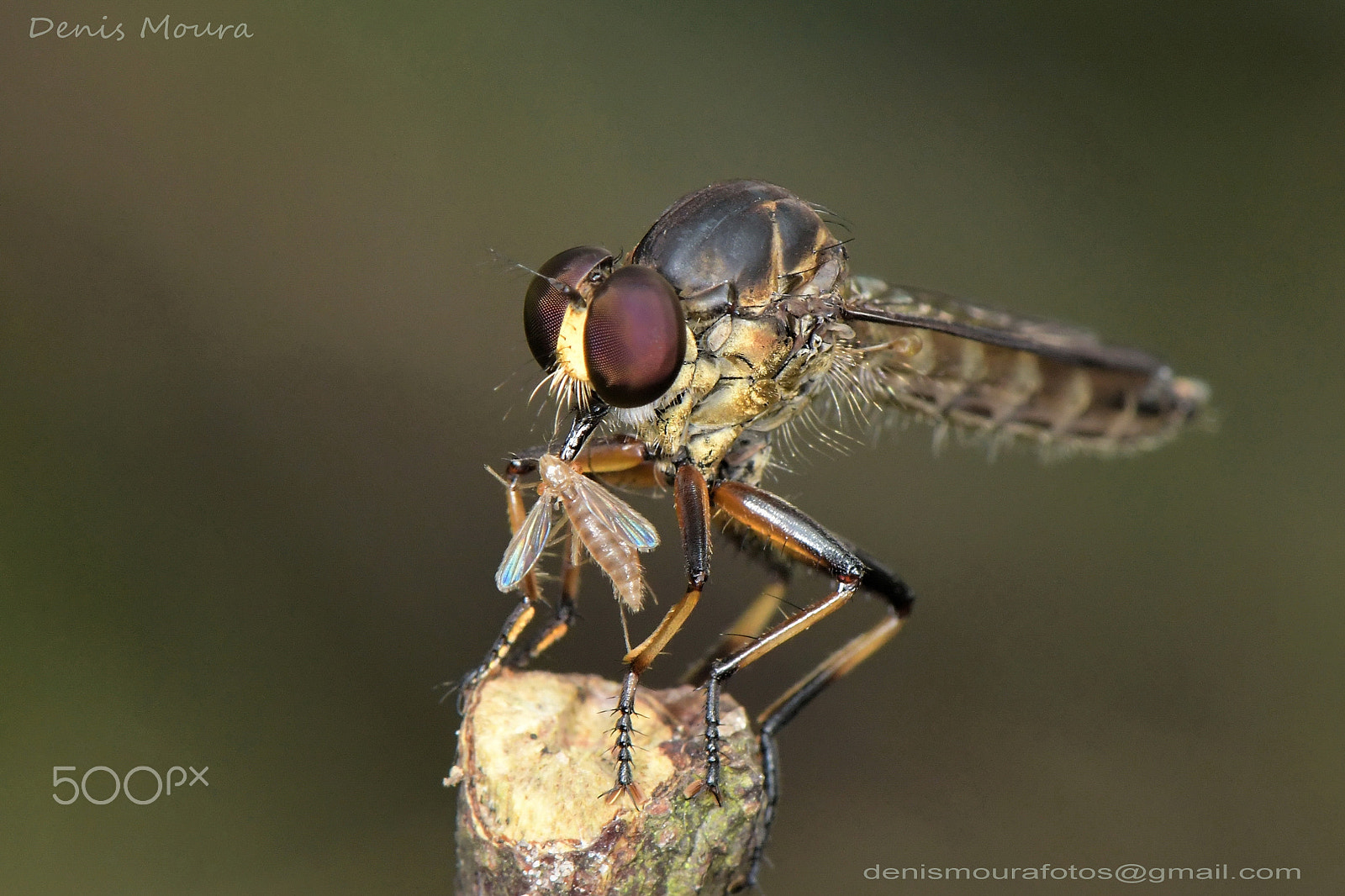Nikon AF-S Micro-Nikkor 105mm F2.8G IF-ED VR sample photo. Mosca predadora photography