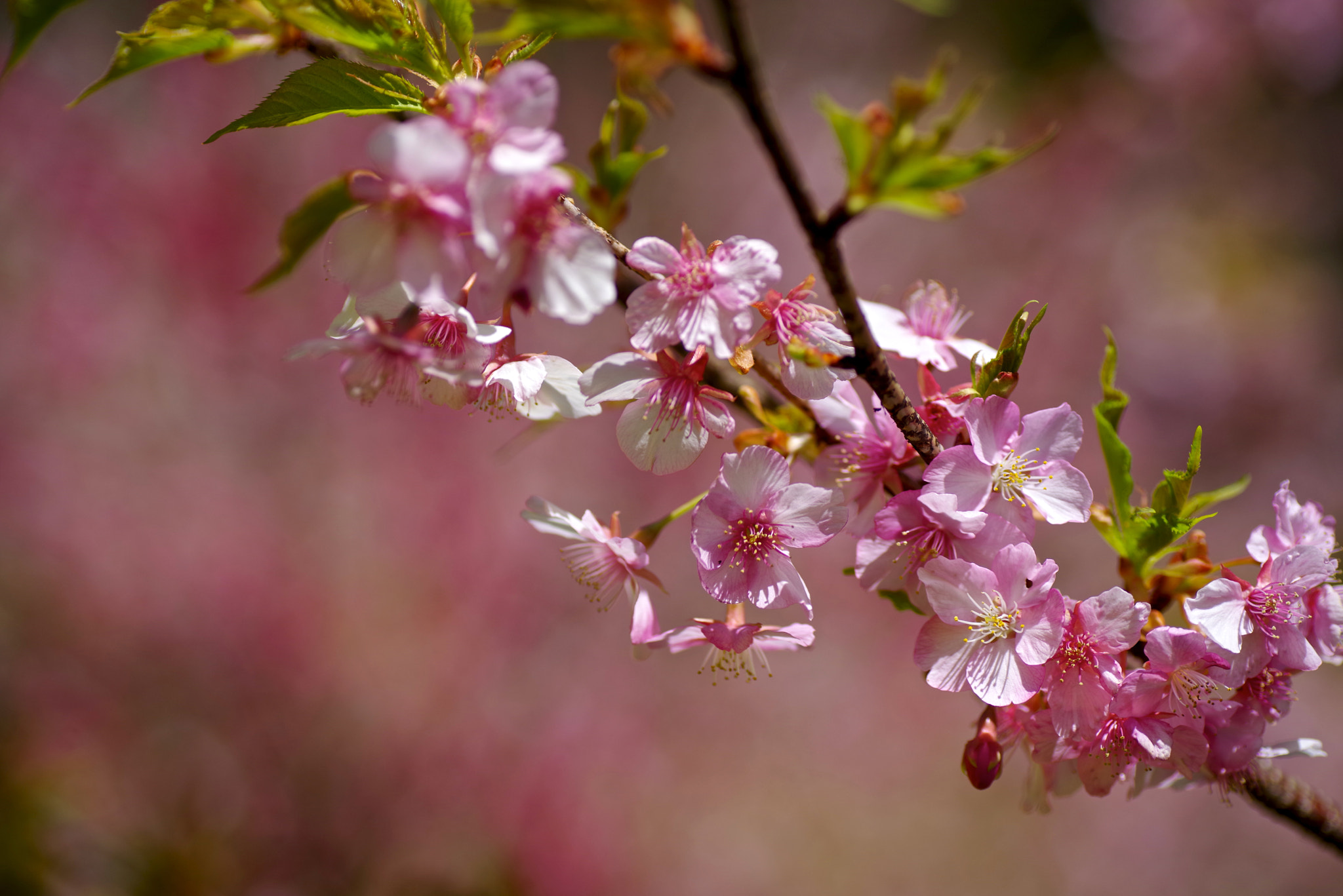Tamron SP AF 90mm F2.8 Di Macro sample photo. Kawazu cherry blossom photography