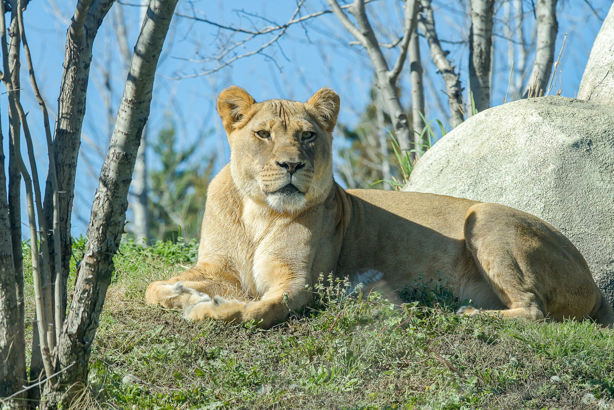 Sony 70-400mm F4-5.6 G SSM II sample photo. Lioness photography