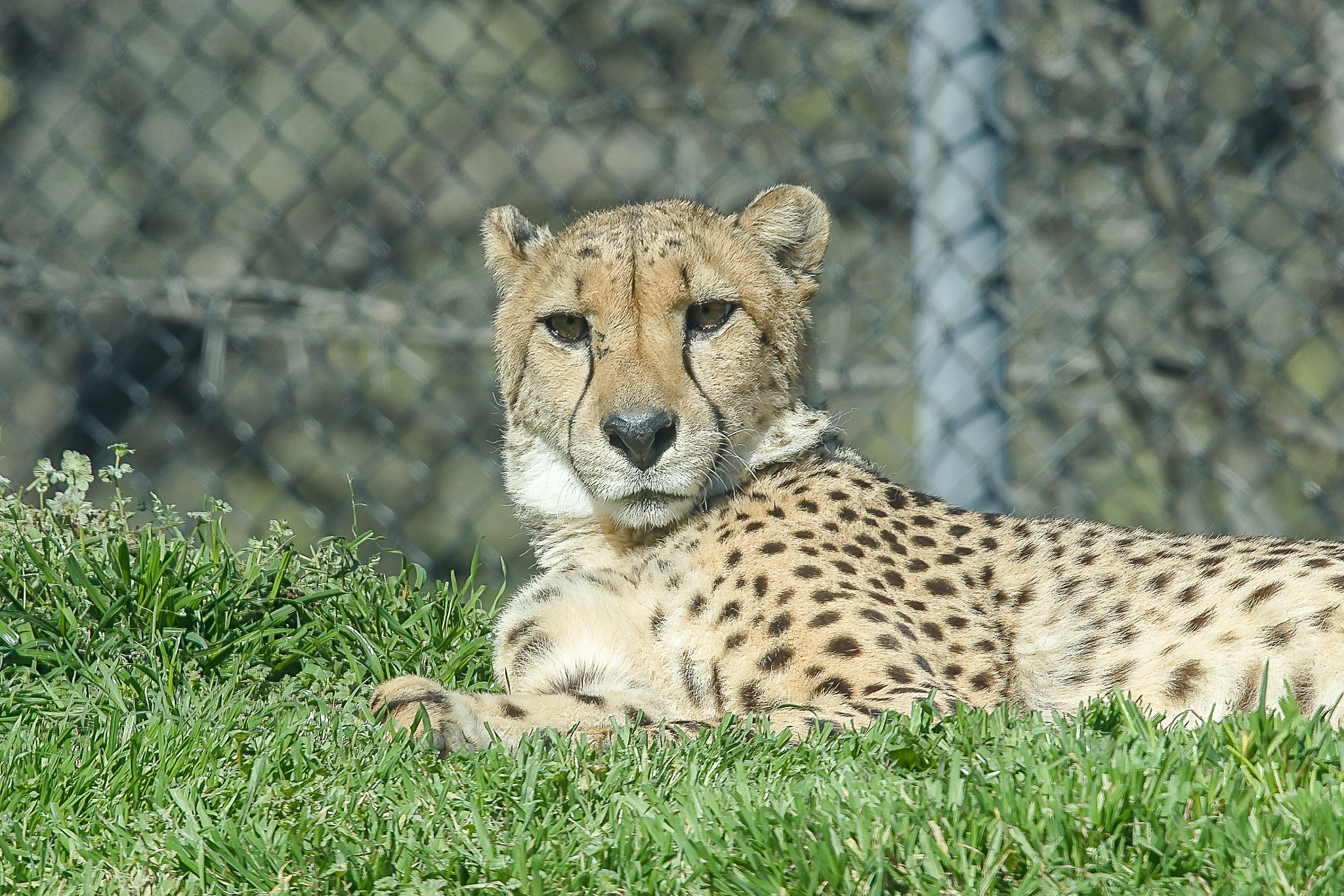 Sony 70-400mm F4-5.6 G SSM II sample photo. Cheetah photography