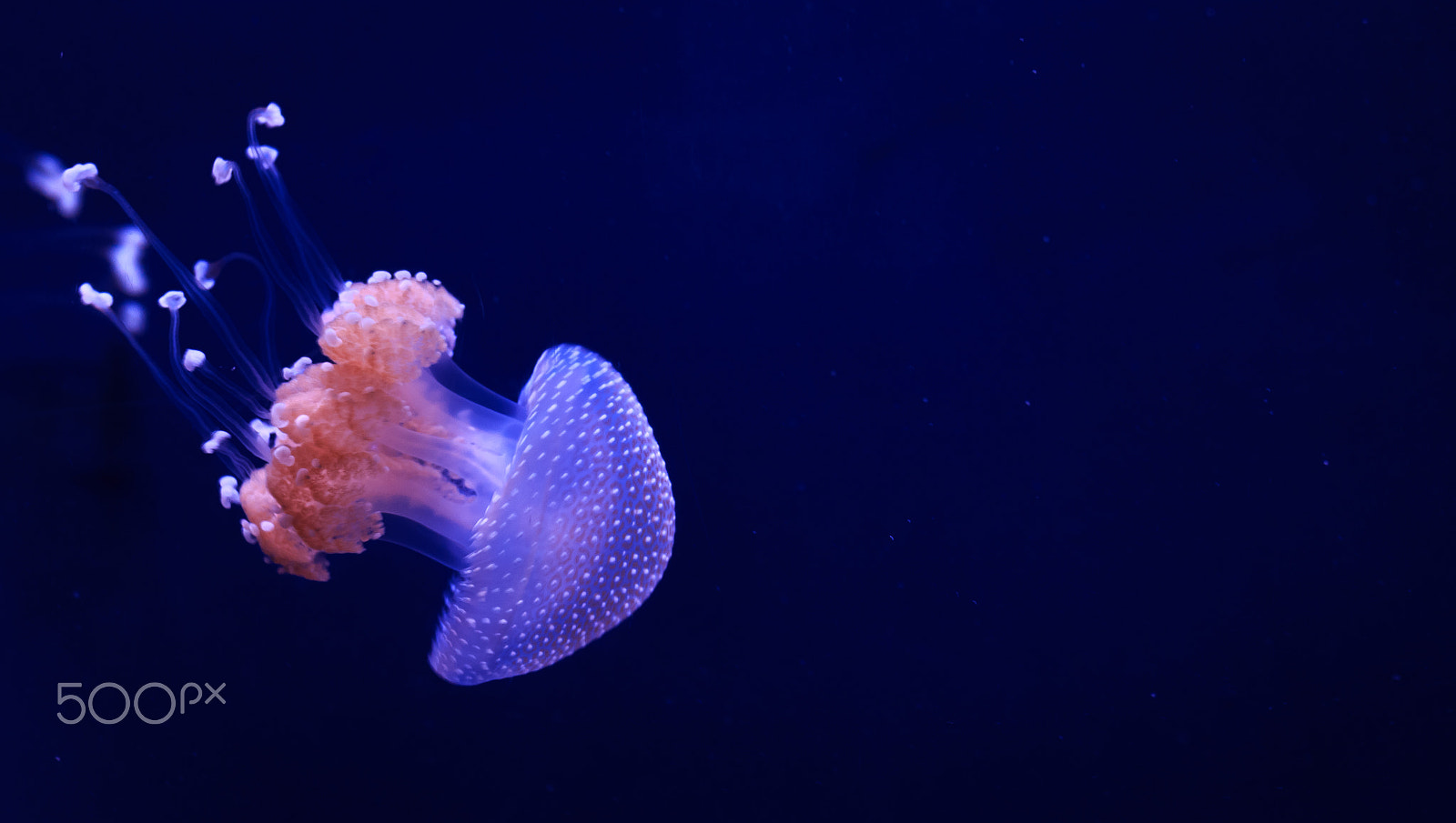 Canon EOS 70D + Canon EF 70-200mm F4L IS USM sample photo. ***jelly fish*** photography