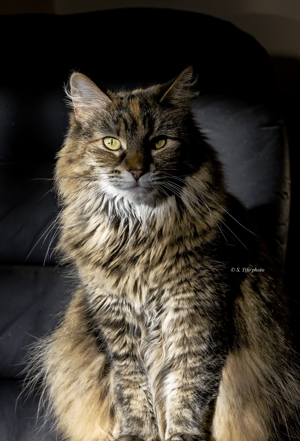 Canon EF-S 60mm F2.8 Macro USM sample photo. Are you looking at me ?? photography