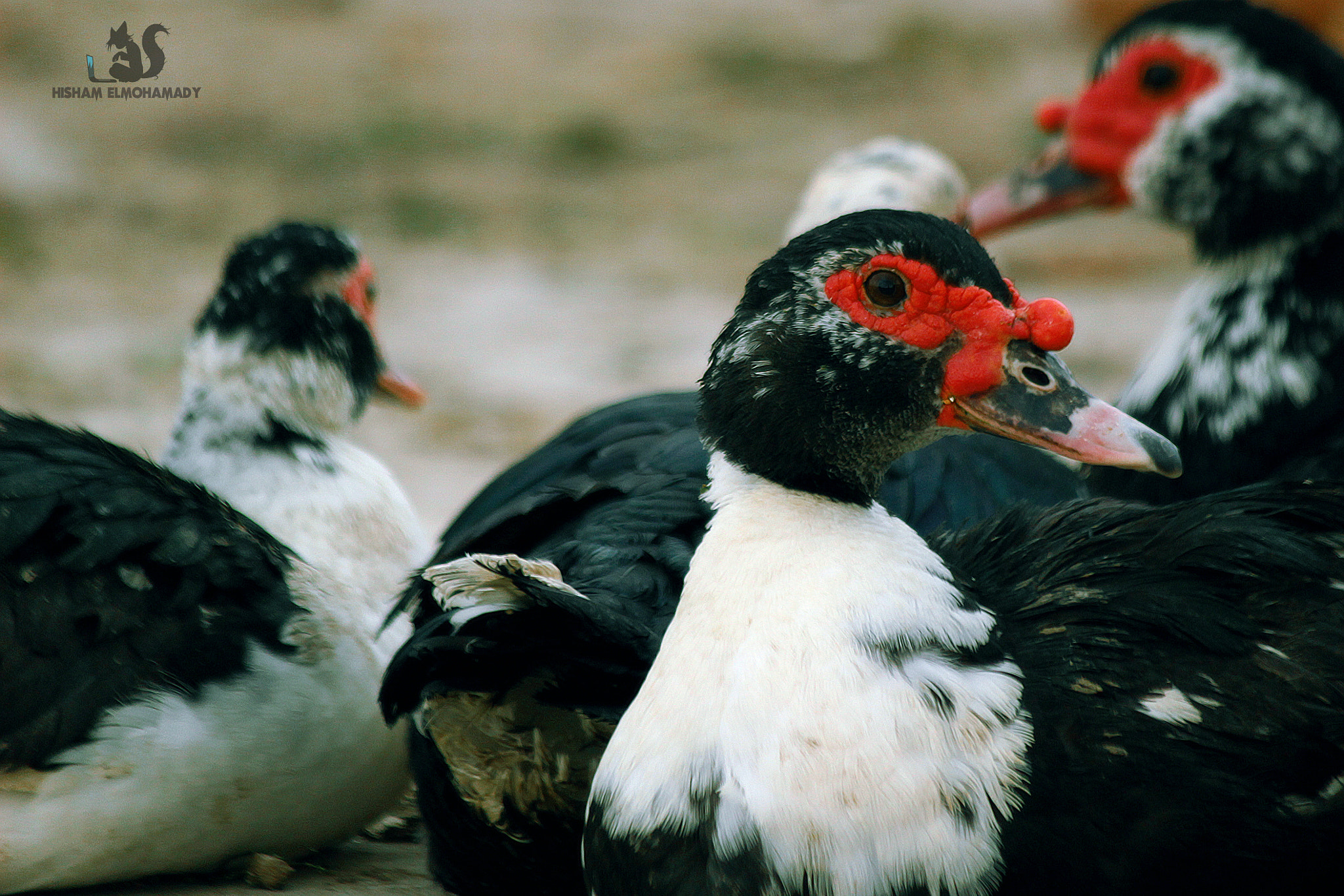 Canon EF-S 55-250mm F4-5.6 IS II sample photo. Duck photography