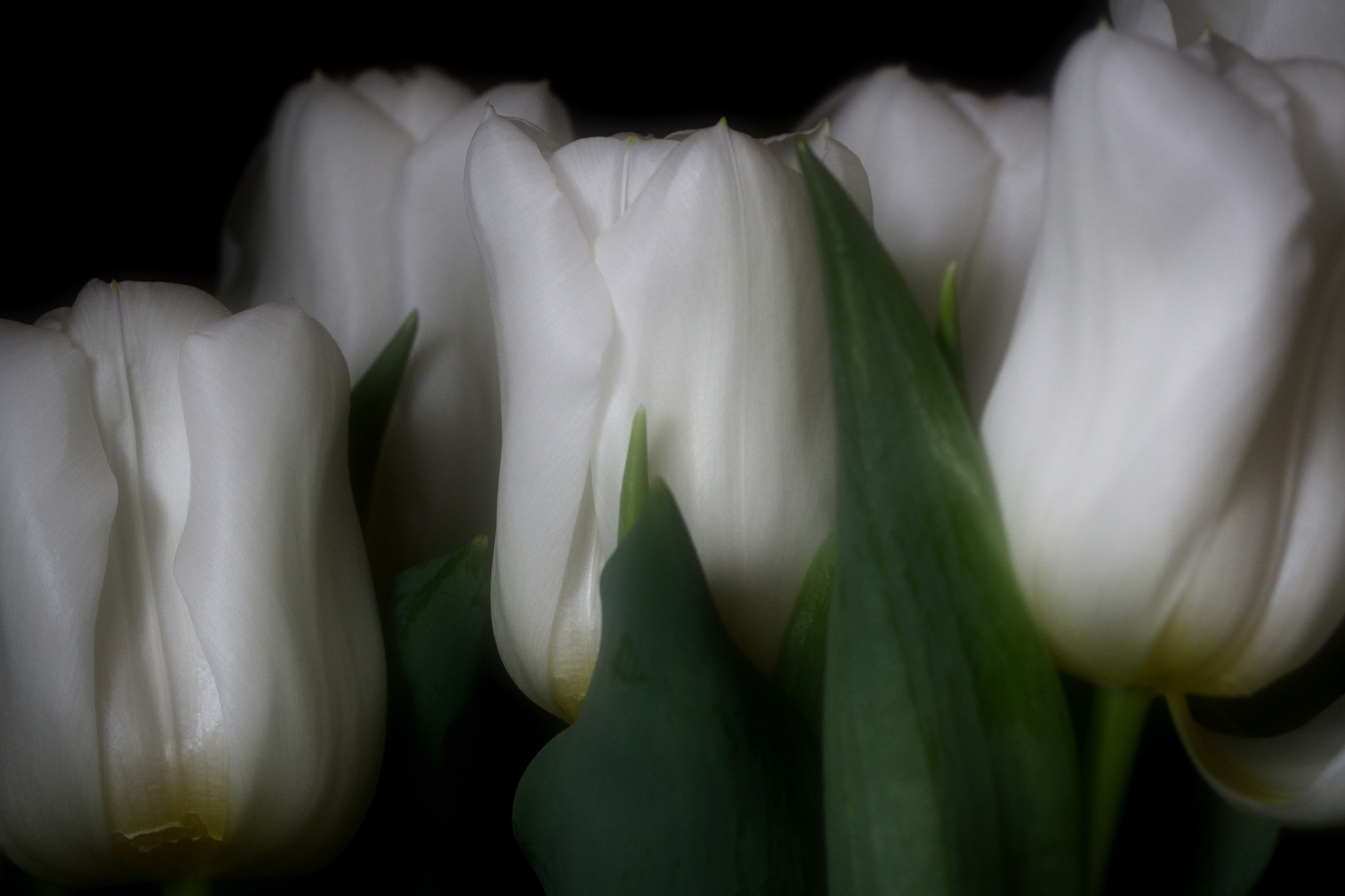 Canon EOS 100D (EOS Rebel SL1 / EOS Kiss X7) sample photo. Dreamy tulips photography