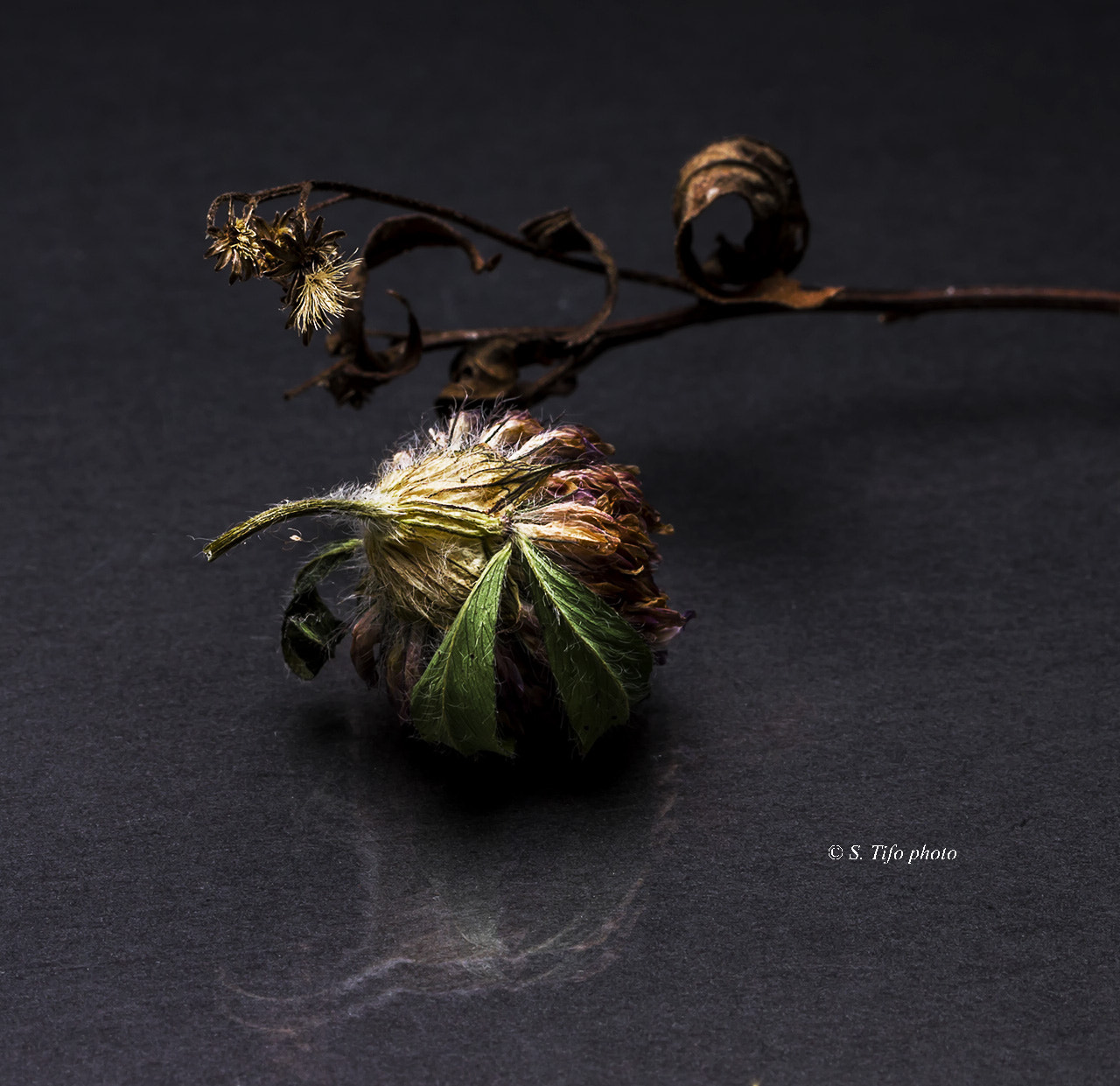 Canon EF-S 60mm F2.8 Macro USM sample photo. Little one .. photography