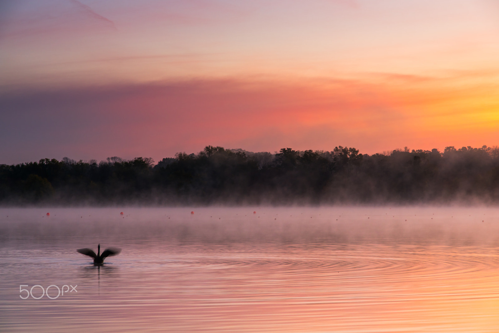 Nikon D750 sample photo. Rising feathers - photography