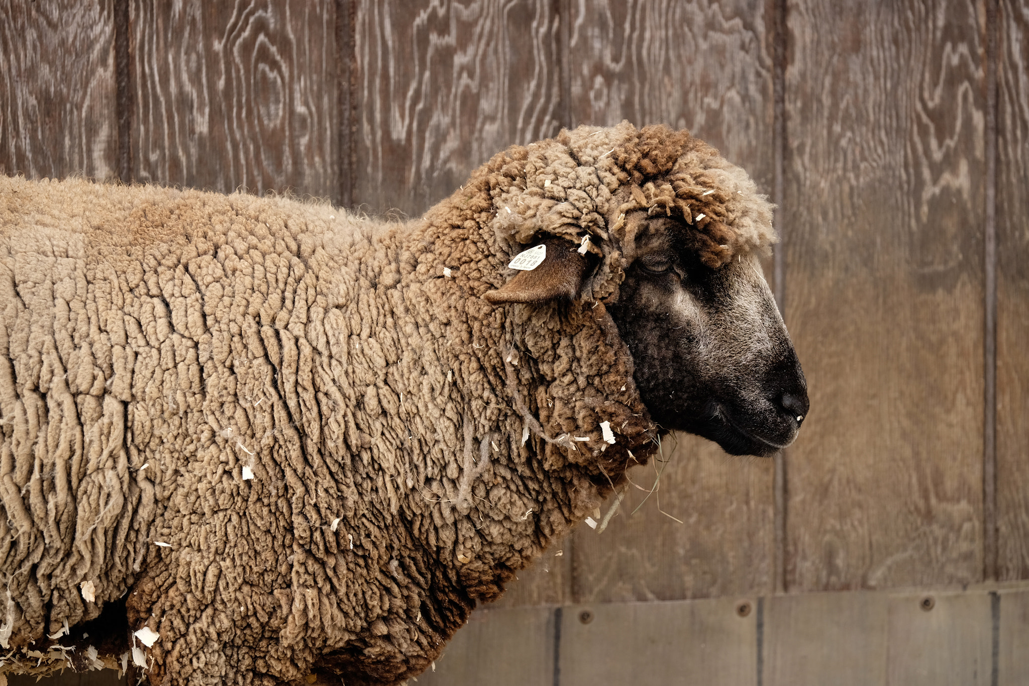 Fujifilm X-E2 sample photo. Baa baa black sheep photography