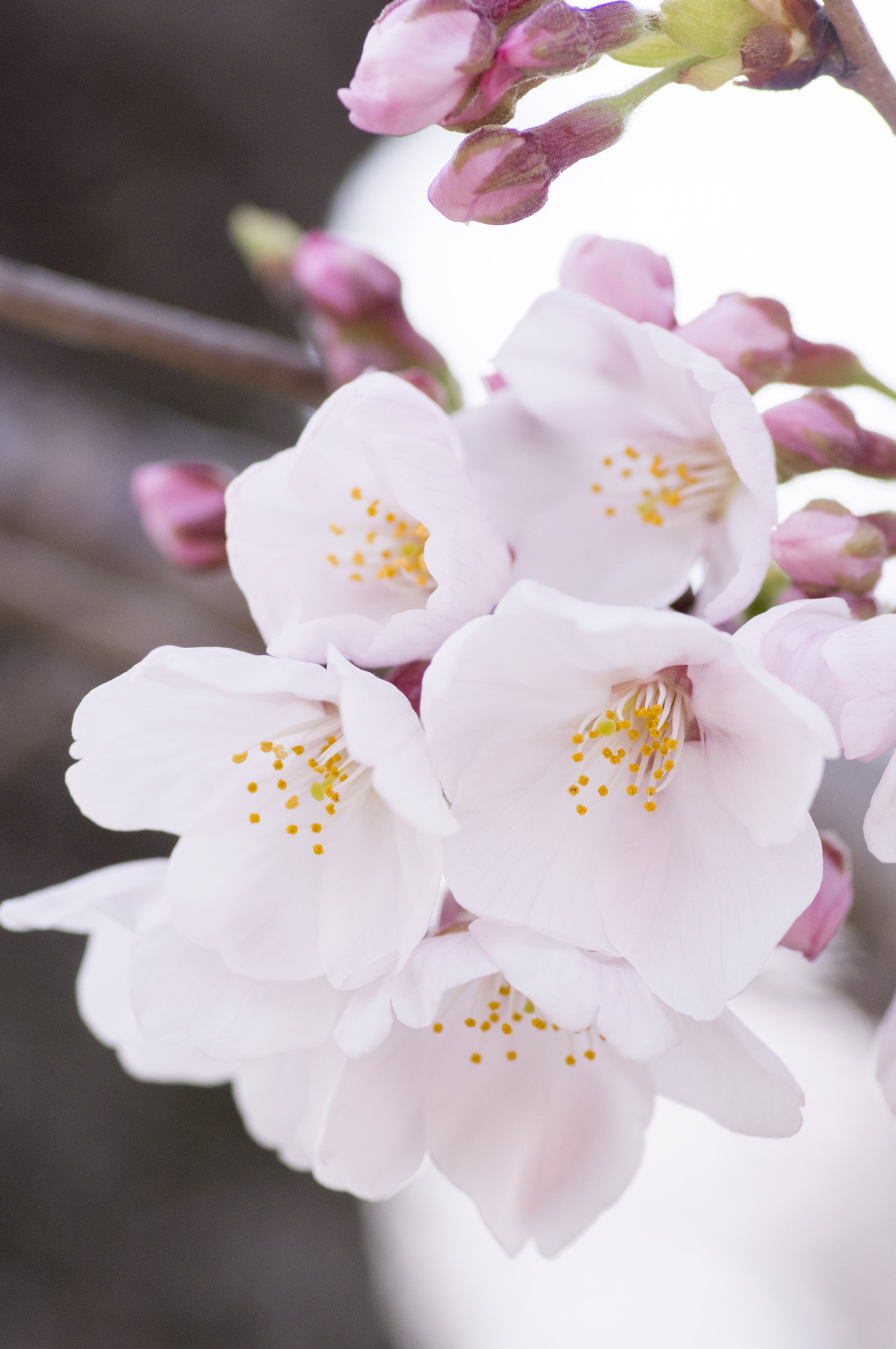 Pentax smc D-FA 100mm F2.8 Macro WR sample photo. Sakura -cherry blossom photography