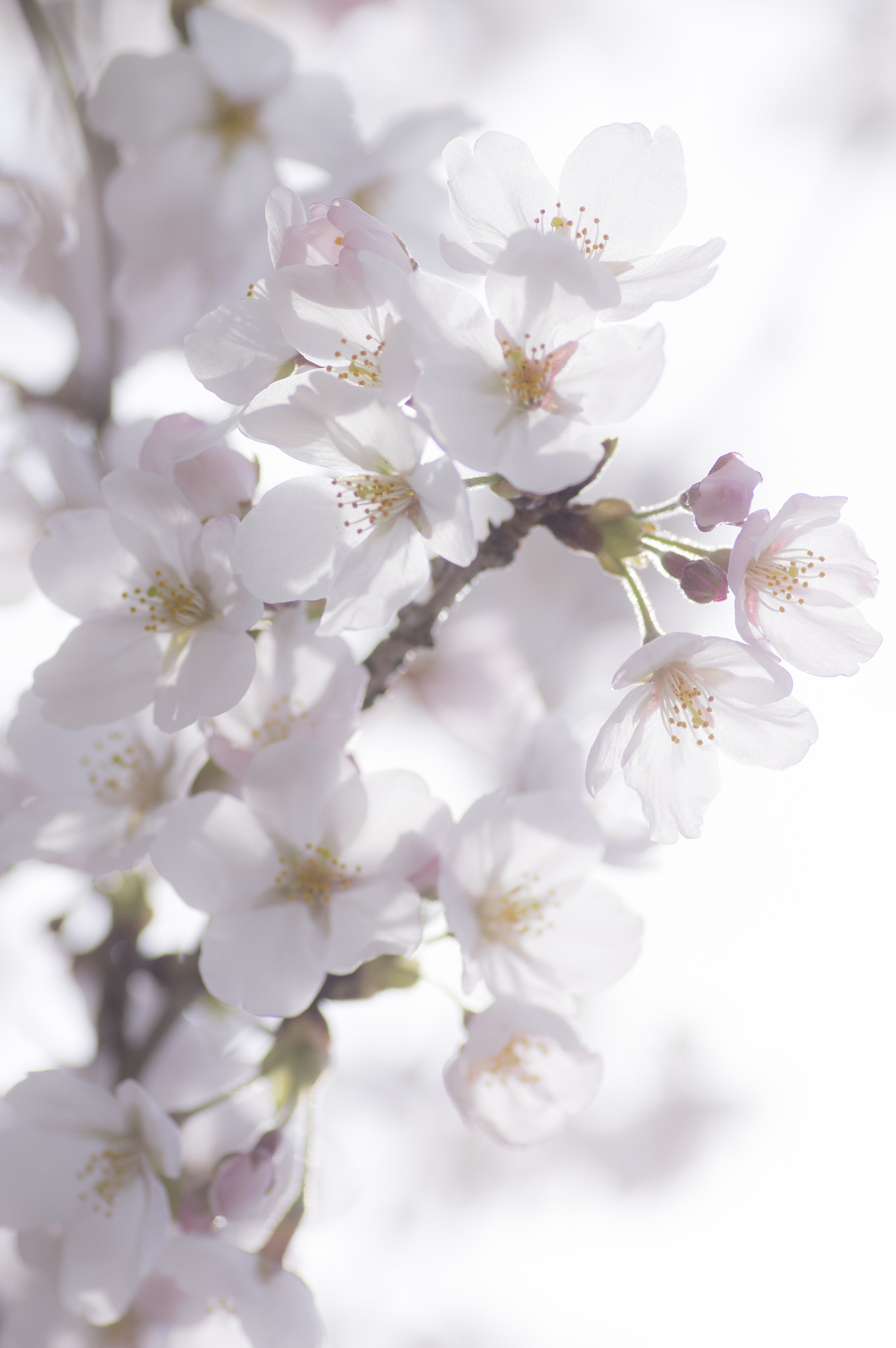 Pentax smc D-FA 100mm F2.8 Macro WR sample photo. Sakura -cherry blossom photography