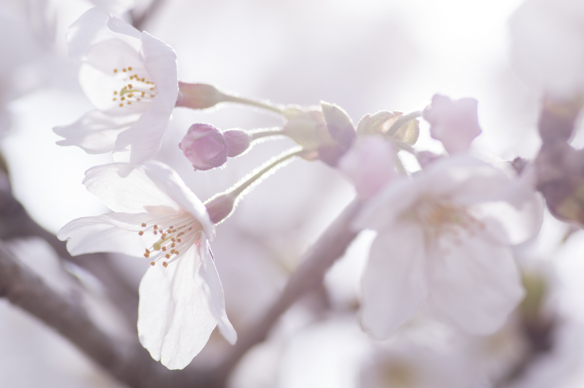 Pentax smc D-FA 100mm F2.8 Macro WR sample photo. Sakura -cherry blossom photography