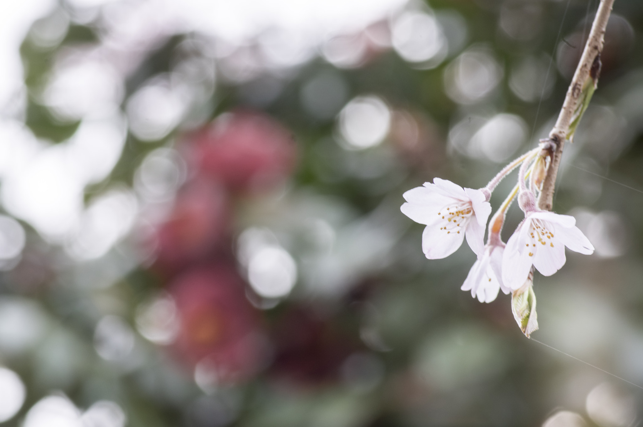 Pentax smc D-FA 100mm F2.8 Macro WR sample photo. Sakura -cherry blossom photography