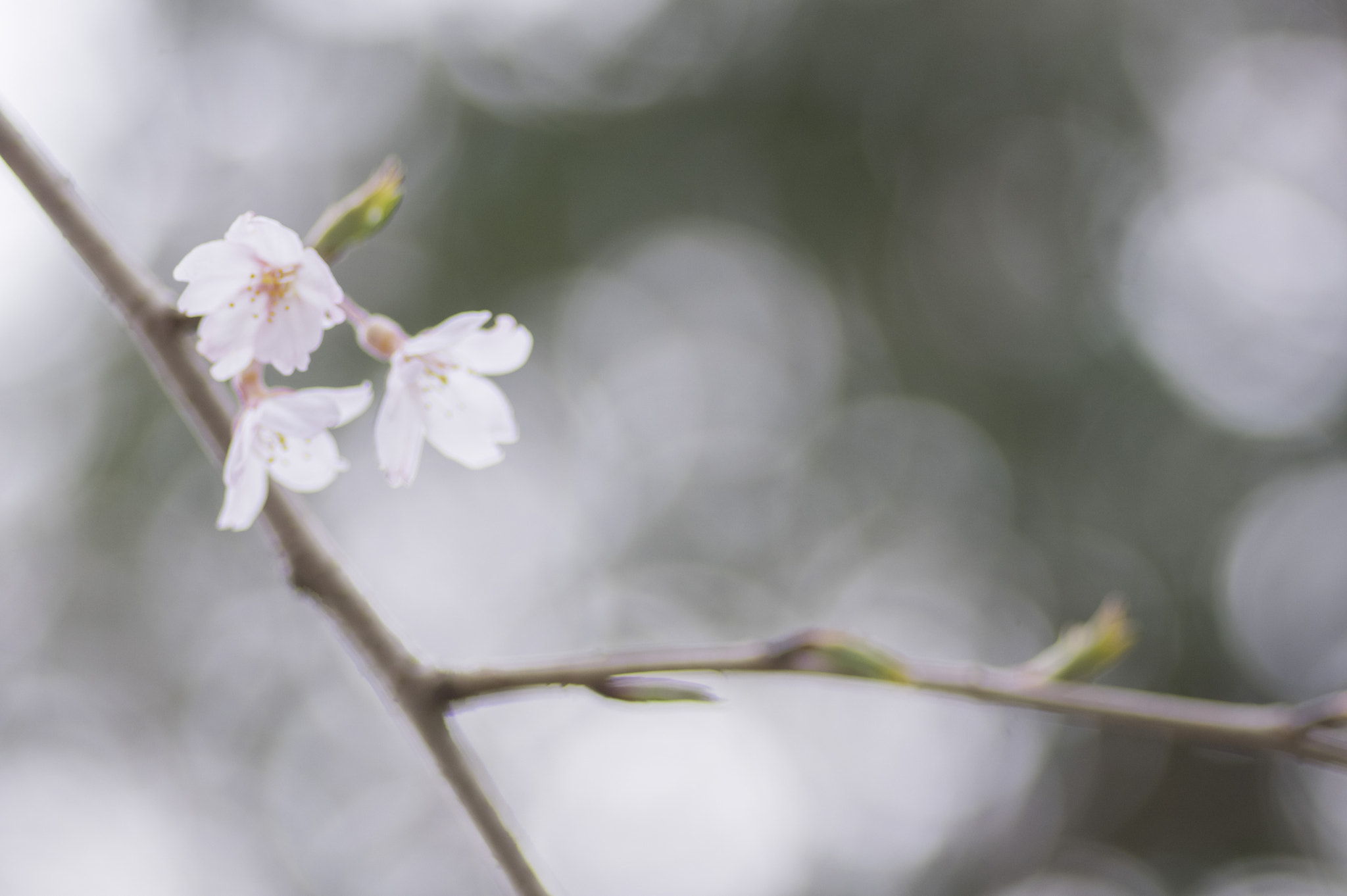 Pentax K-3 + Pentax smc D-FA 100mm F2.8 Macro WR sample photo. Sakura -cherry blossom photography