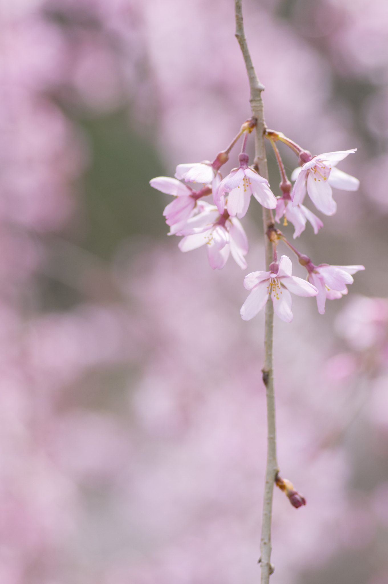Pentax smc D-FA 100mm F2.8 Macro WR sample photo. Sakura -cherry blossom photography