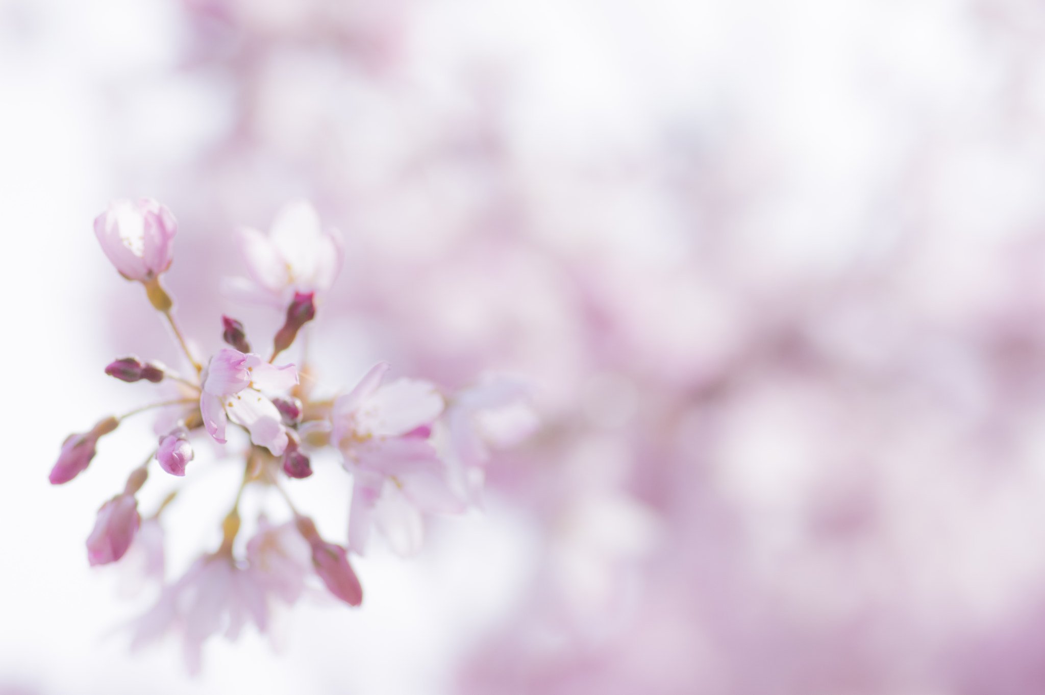 Pentax smc D-FA 100mm F2.8 Macro WR sample photo. Sakura -cherry blossom photography