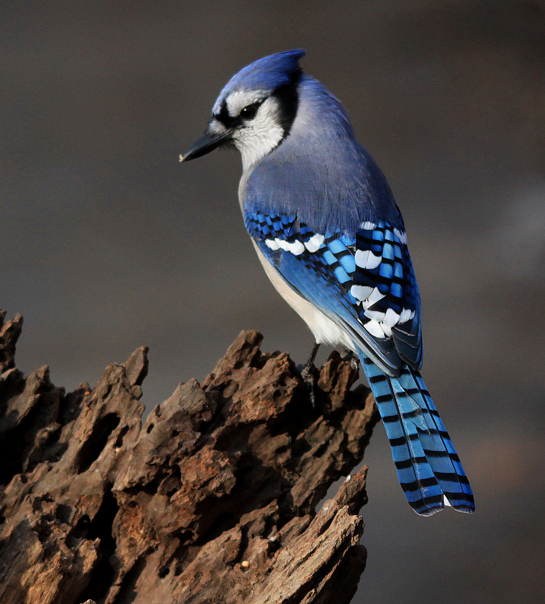 Sigma 150-500mm F5-6.3 DG OS HSM sample photo. Blue jay on stump photography