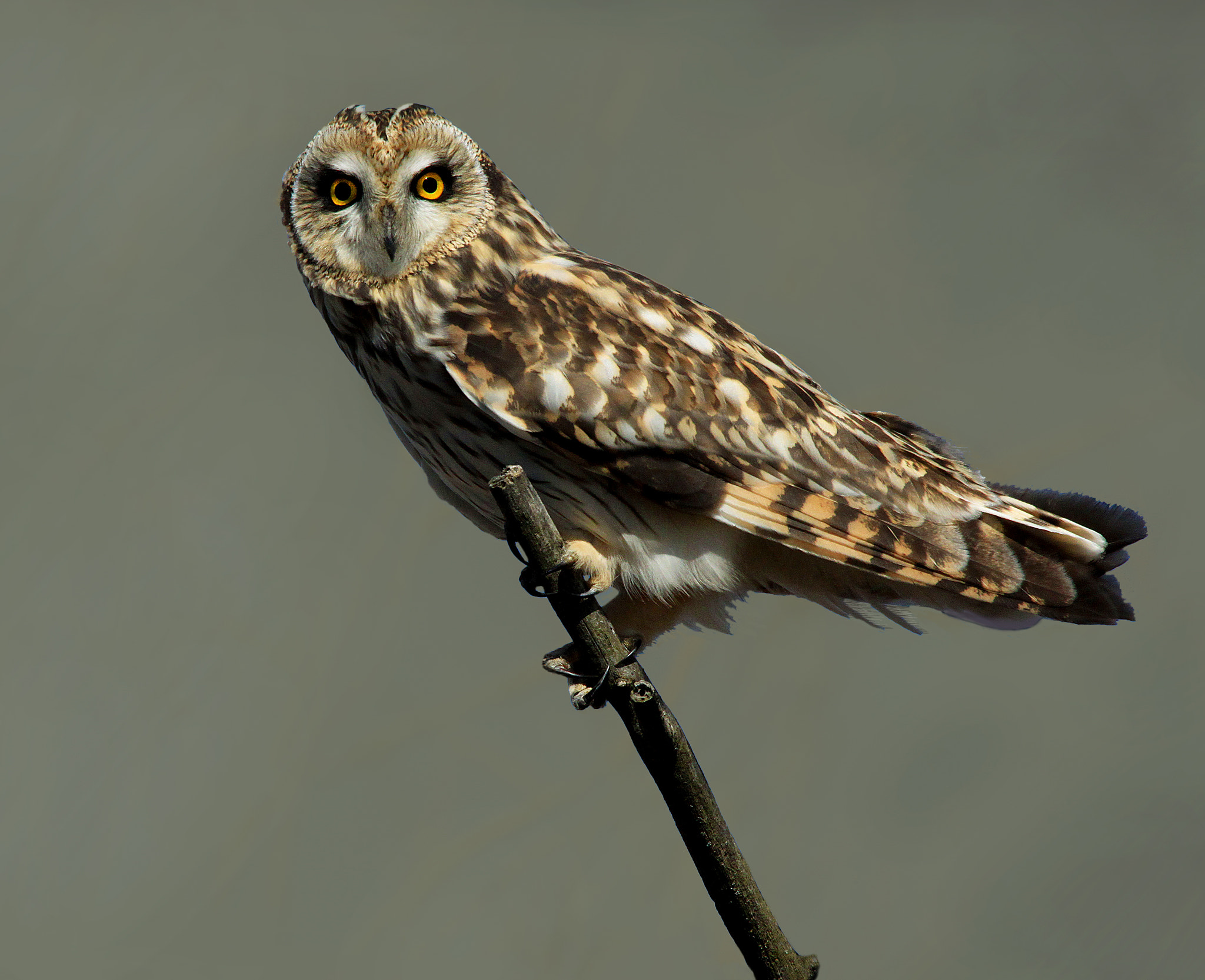 Canon EOS 500D (EOS Rebel T1i / EOS Kiss X3) sample photo. Owl on branch photography