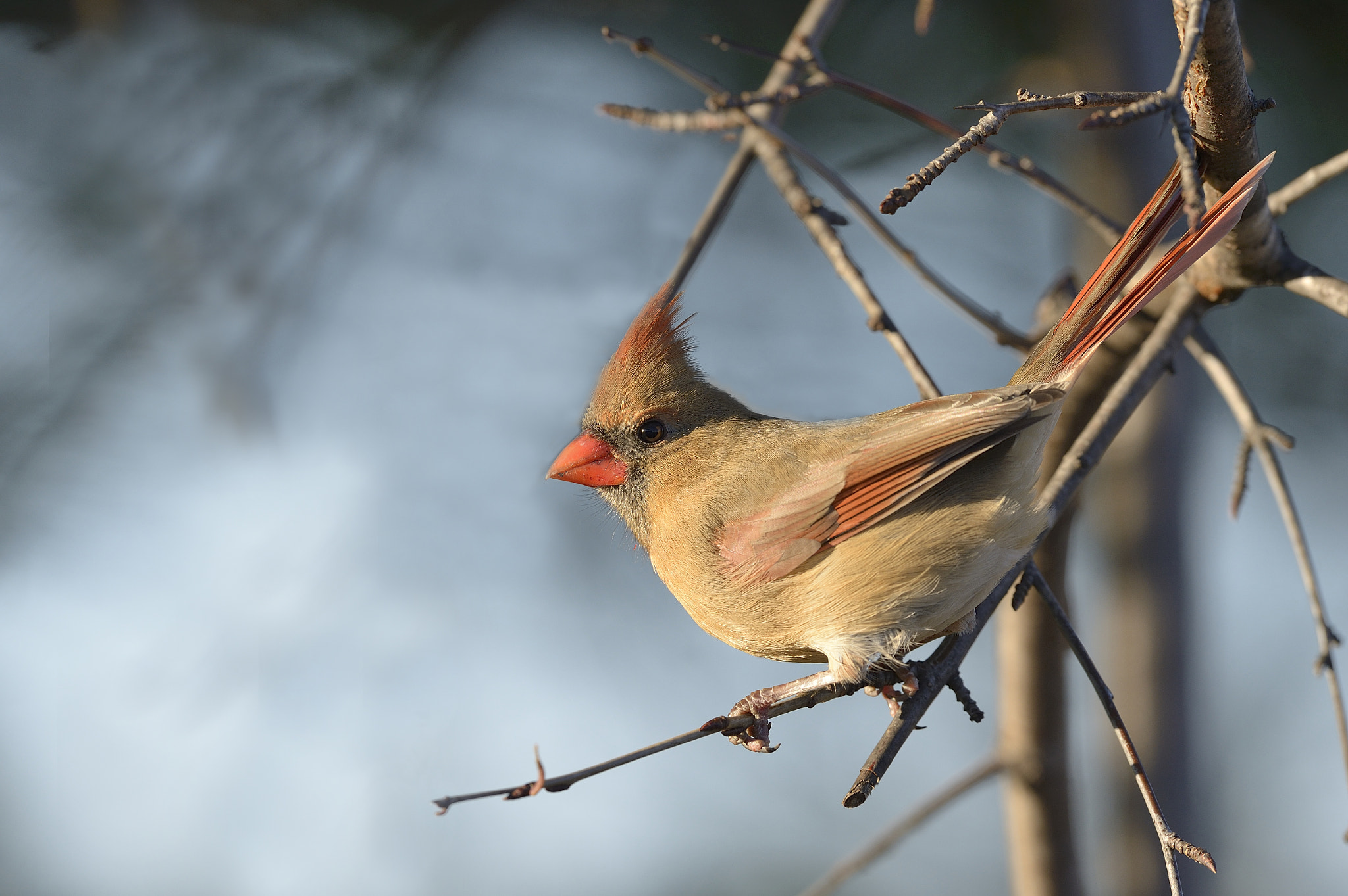 Nikon D4 sample photo. Cardinal rouge cardinalis cardi northern cardinal photography