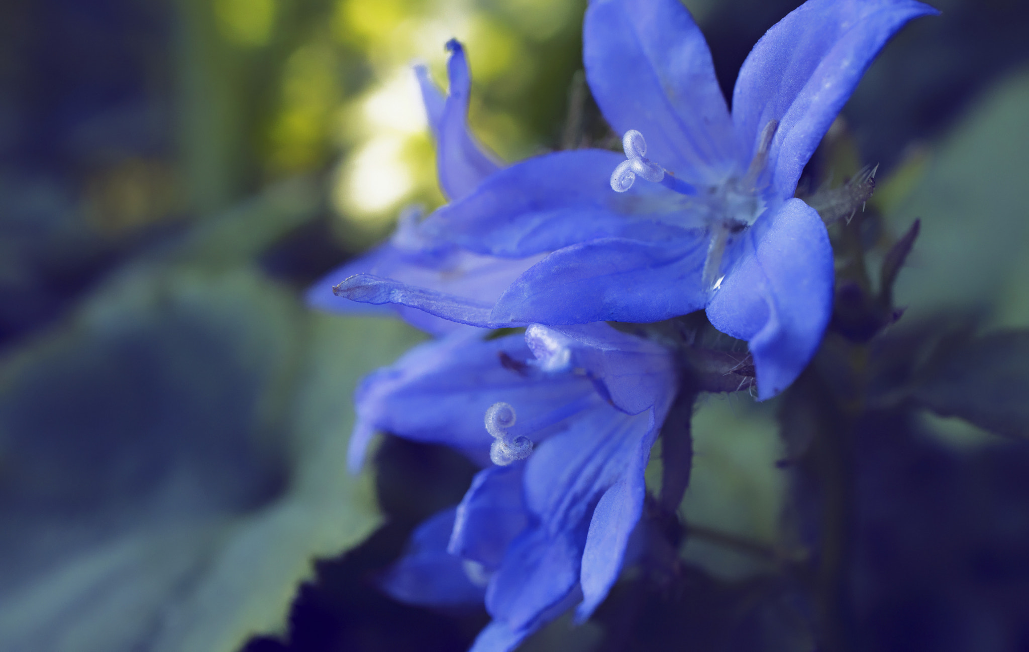 Canon EF-M 28mm F3.5 Macro IS STM sample photo. Dream when you're feeling blue photography