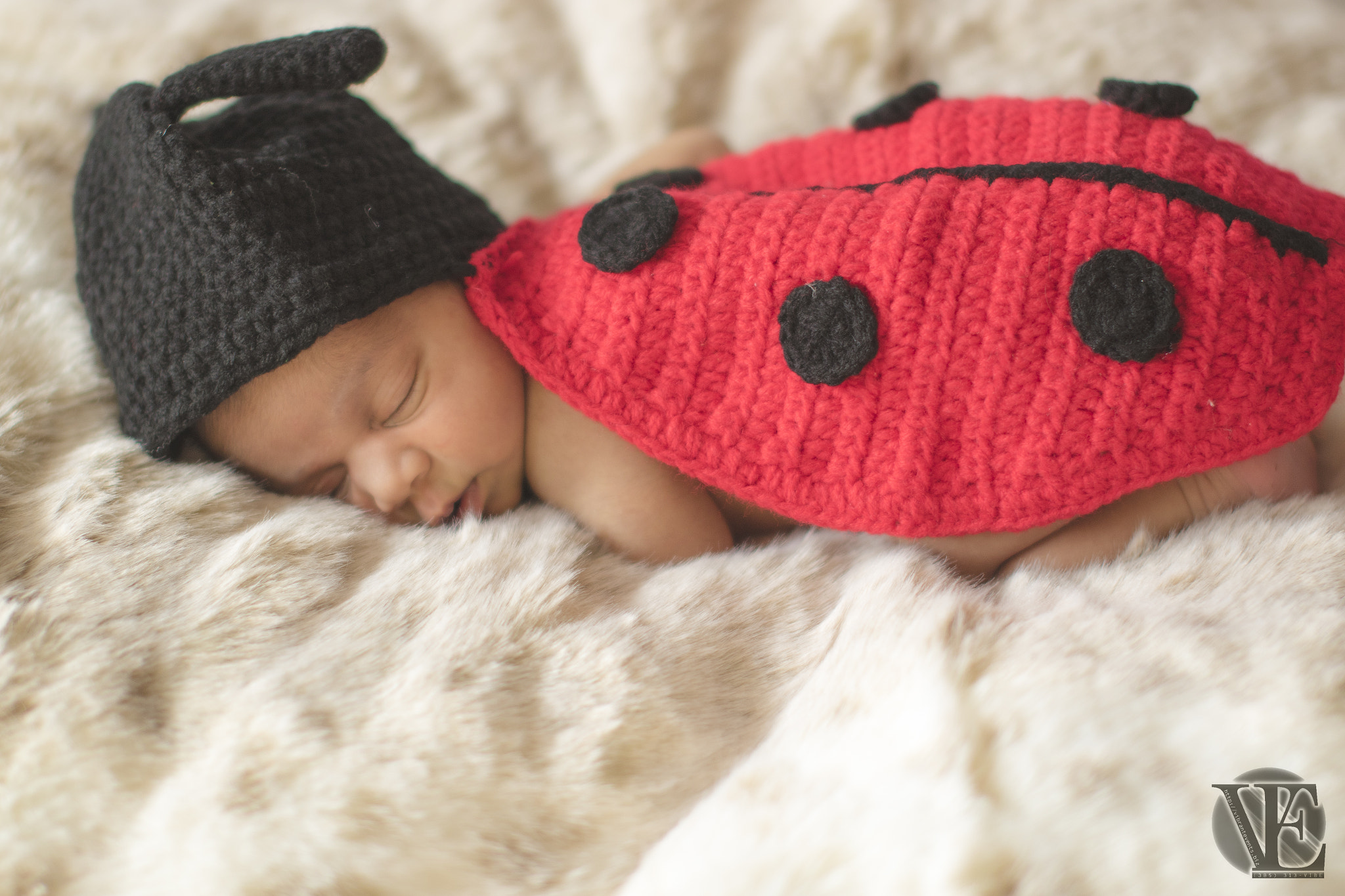 Sigma 50mm F1.4 EX DG HSM sample photo. Little lady bug photography