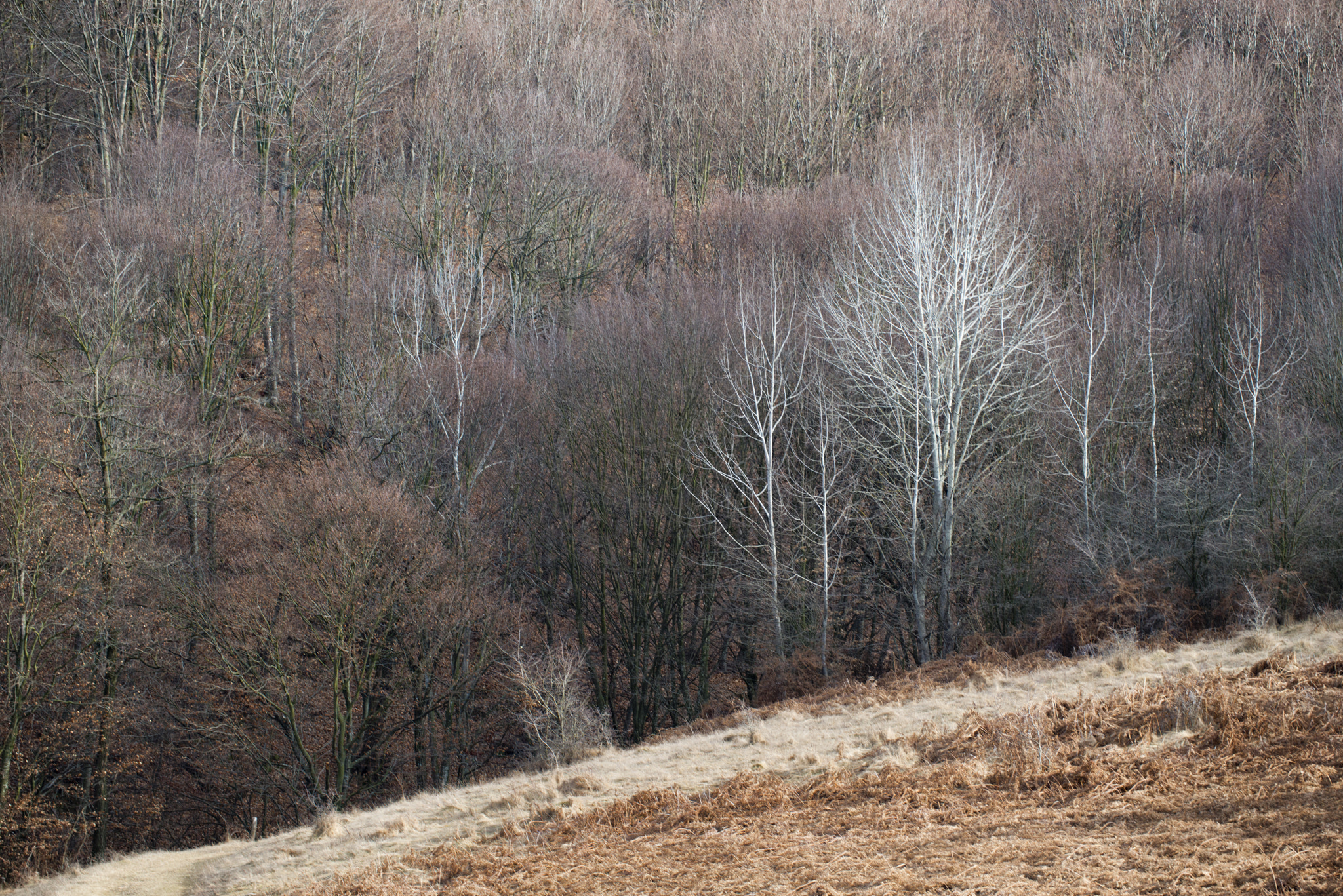 Nikon D800 sample photo. Simplicity photography