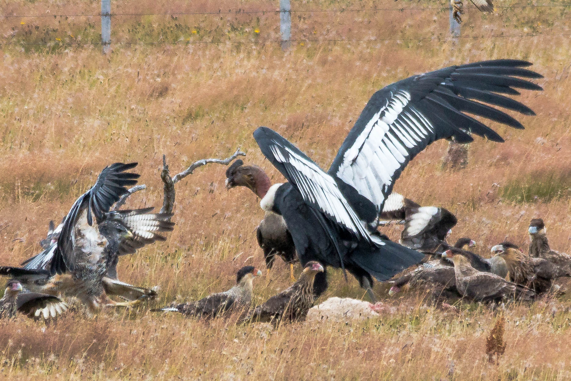 Canon EOS 70D + Sigma 150-500mm F5-6.3 DG OS HSM sample photo. Disputando el almuerzo photography