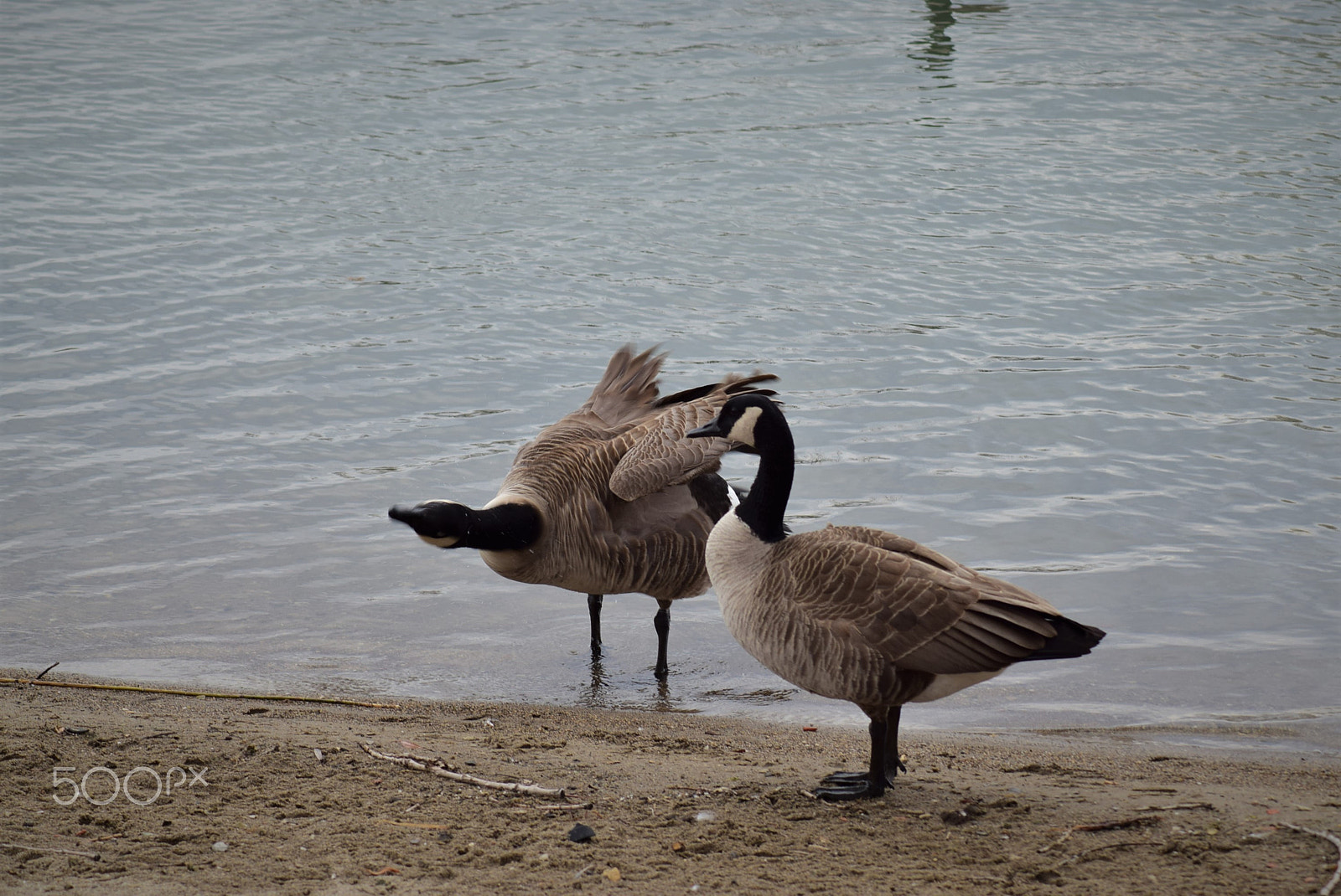 Tamron AF 70-300mm F4-5.6 Di LD Macro sample photo. Canada geese on the beach photography