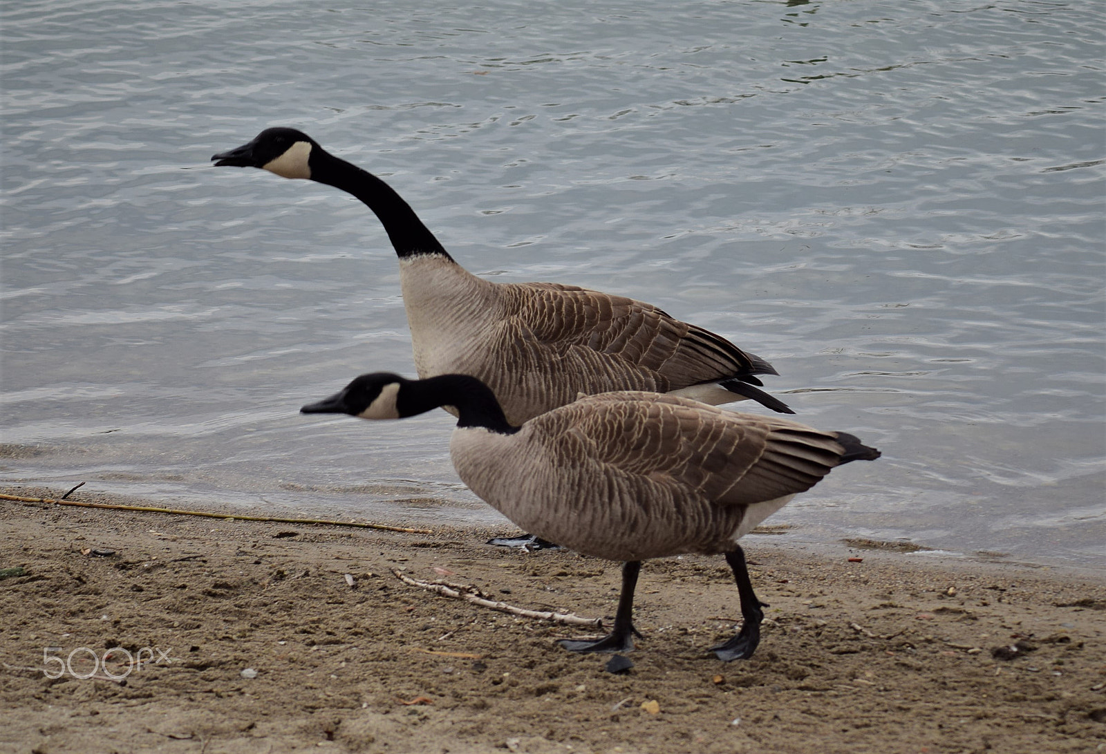 Tamron AF 70-300mm F4-5.6 Di LD Macro sample photo. Canada geese on the beach photography