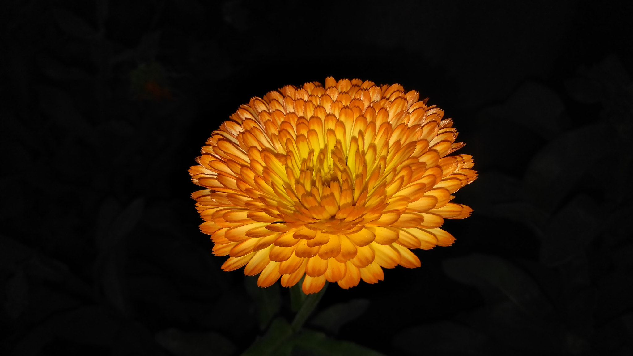LeMobile Le X526 sample photo. Sunflower..  photography