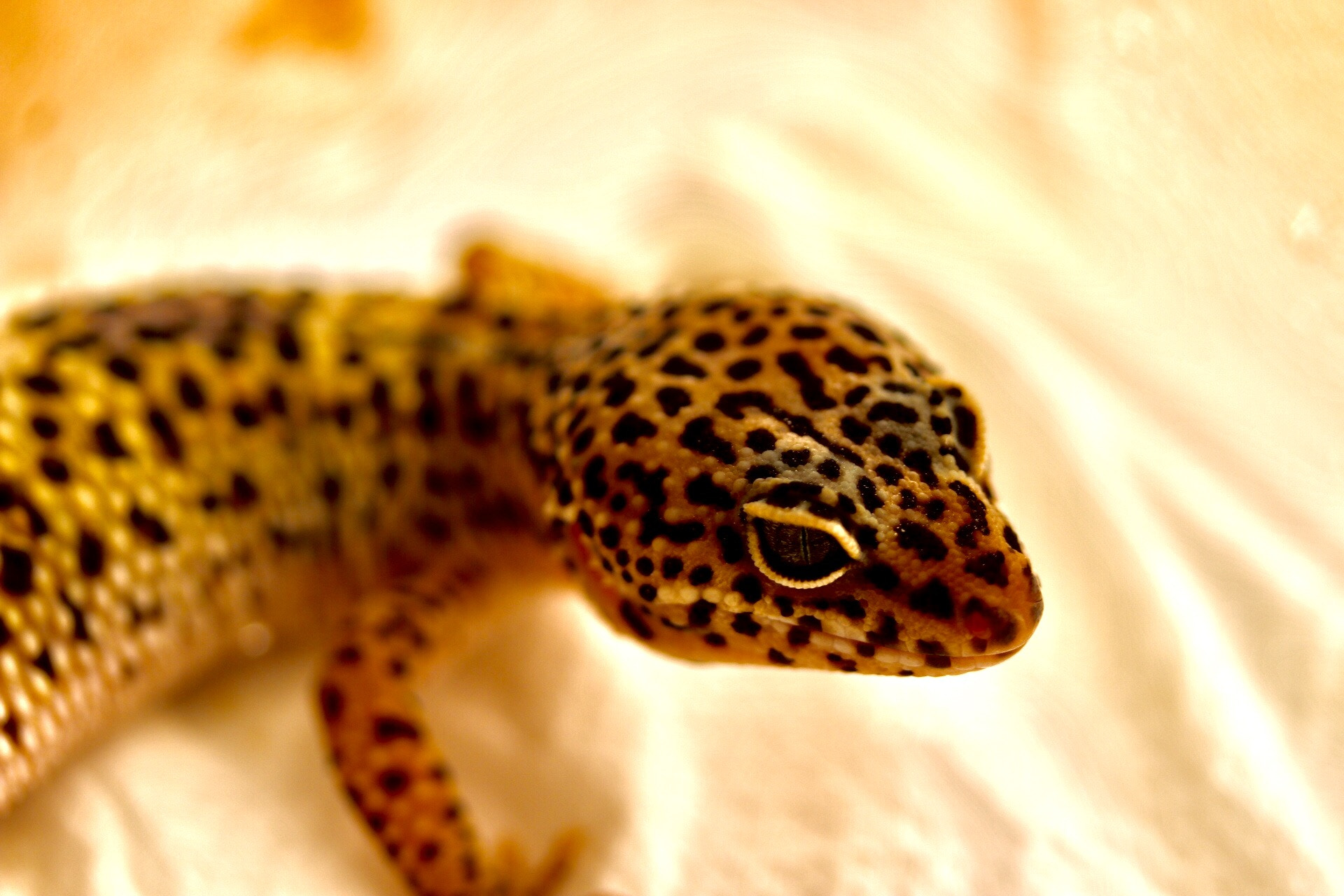 Canon EF-S 60mm F2.8 Macro USM sample photo. Lizard photography