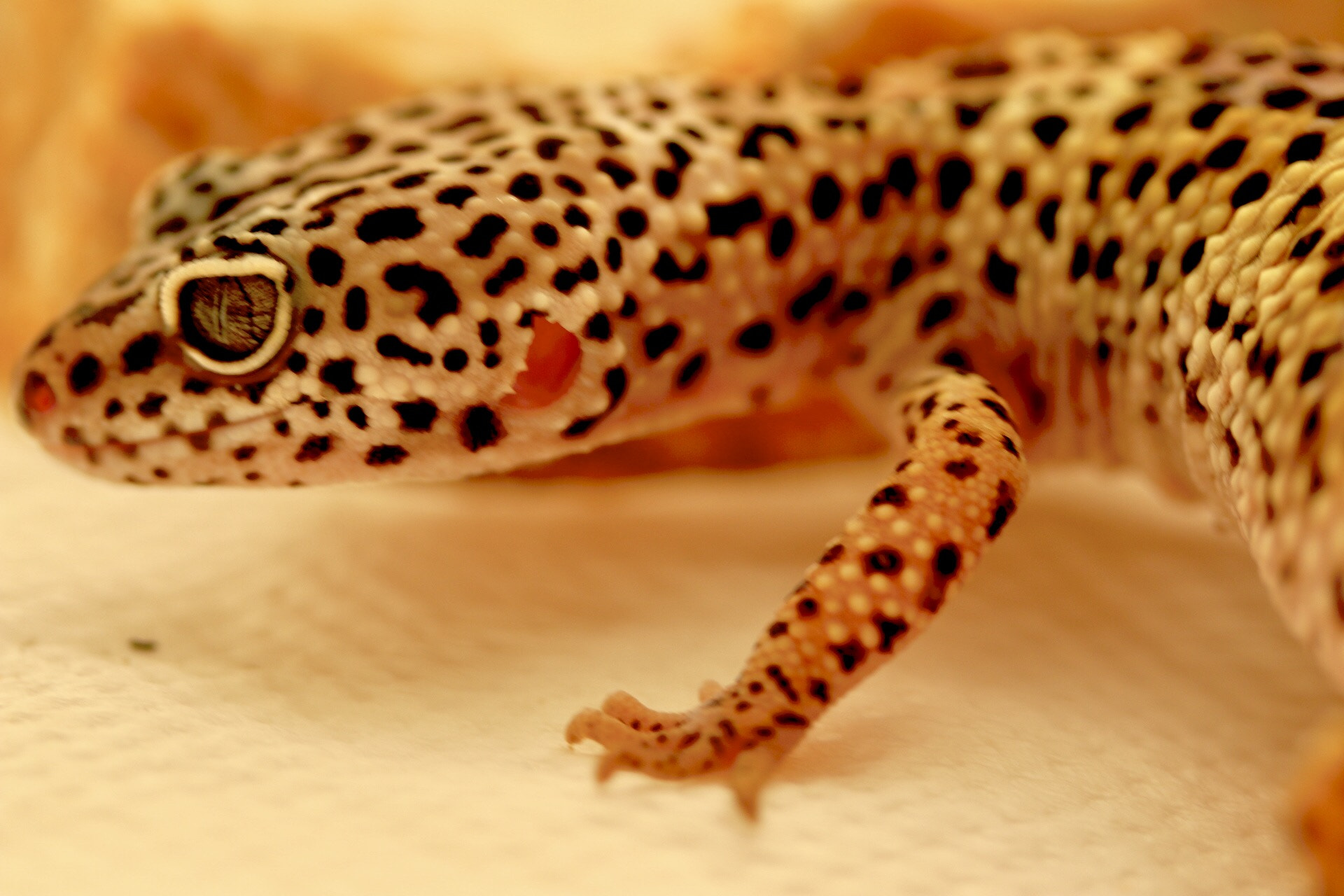 Canon EF-S 60mm F2.8 Macro USM sample photo. Lizard photography