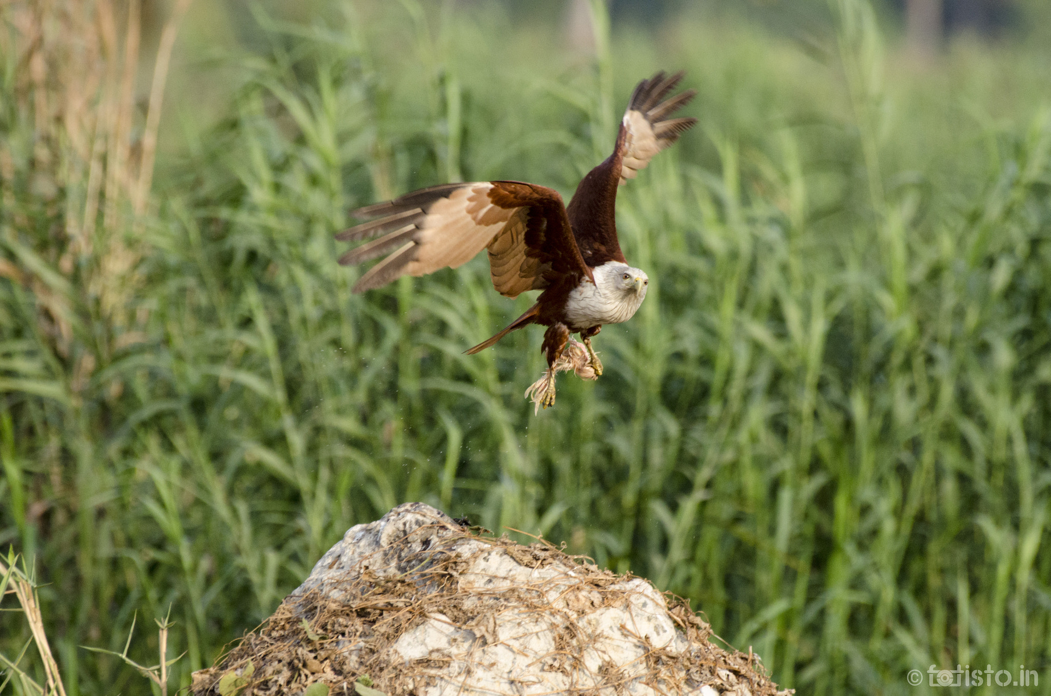 Nikon AF-S Nikkor 200-500mm F5.6E ED VR sample photo. Take off!! photography
