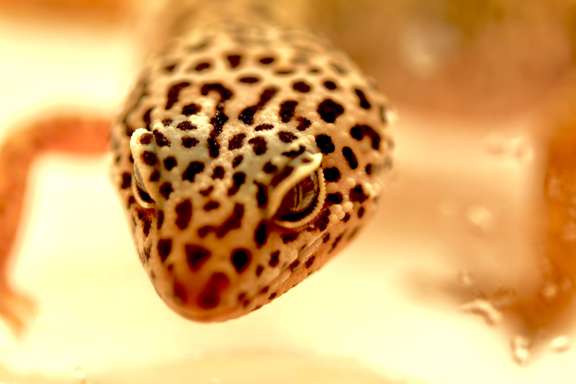 Canon EF-S 60mm F2.8 Macro USM sample photo. Lizard photography