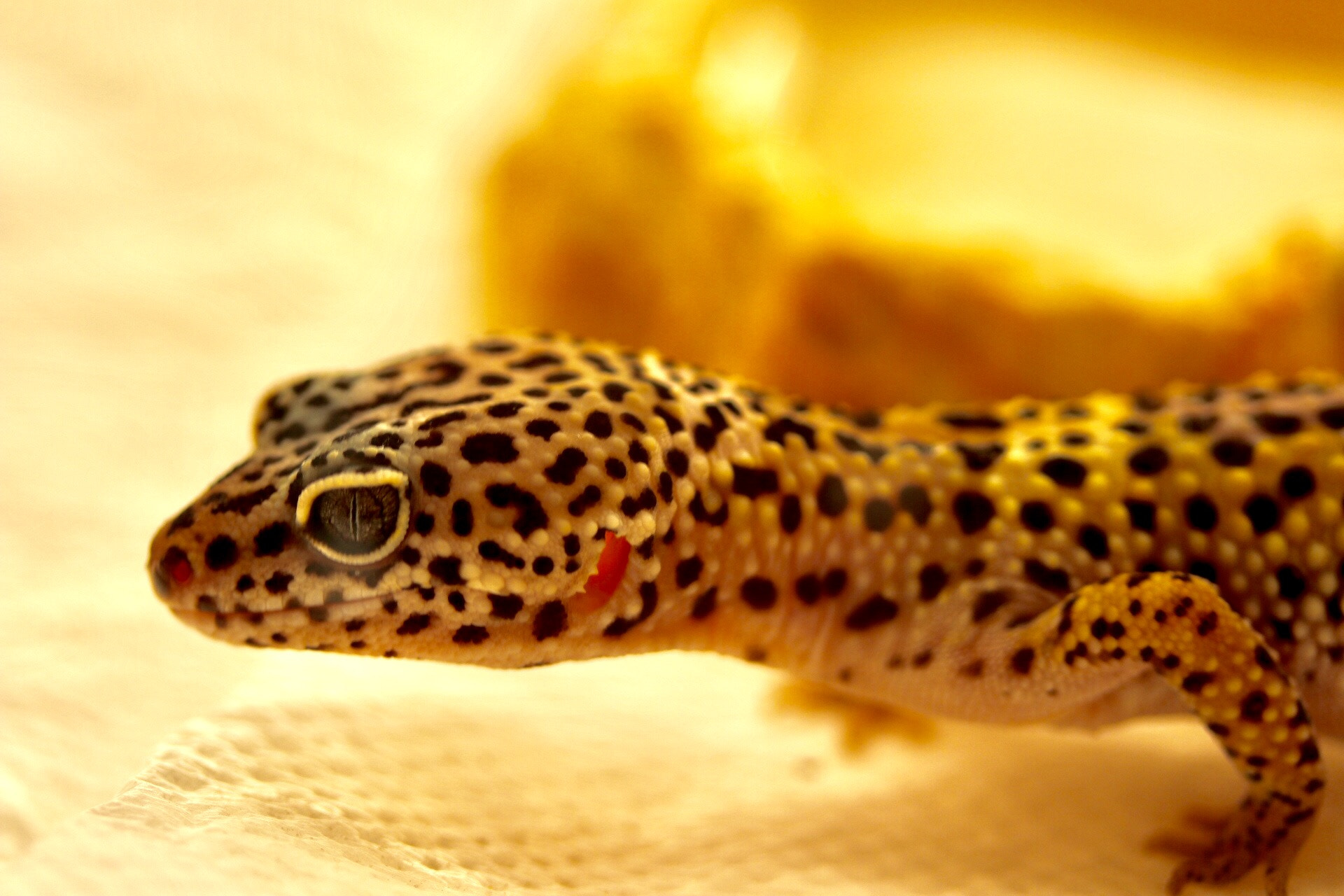 Canon EF-S 60mm F2.8 Macro USM sample photo. Lizard photography