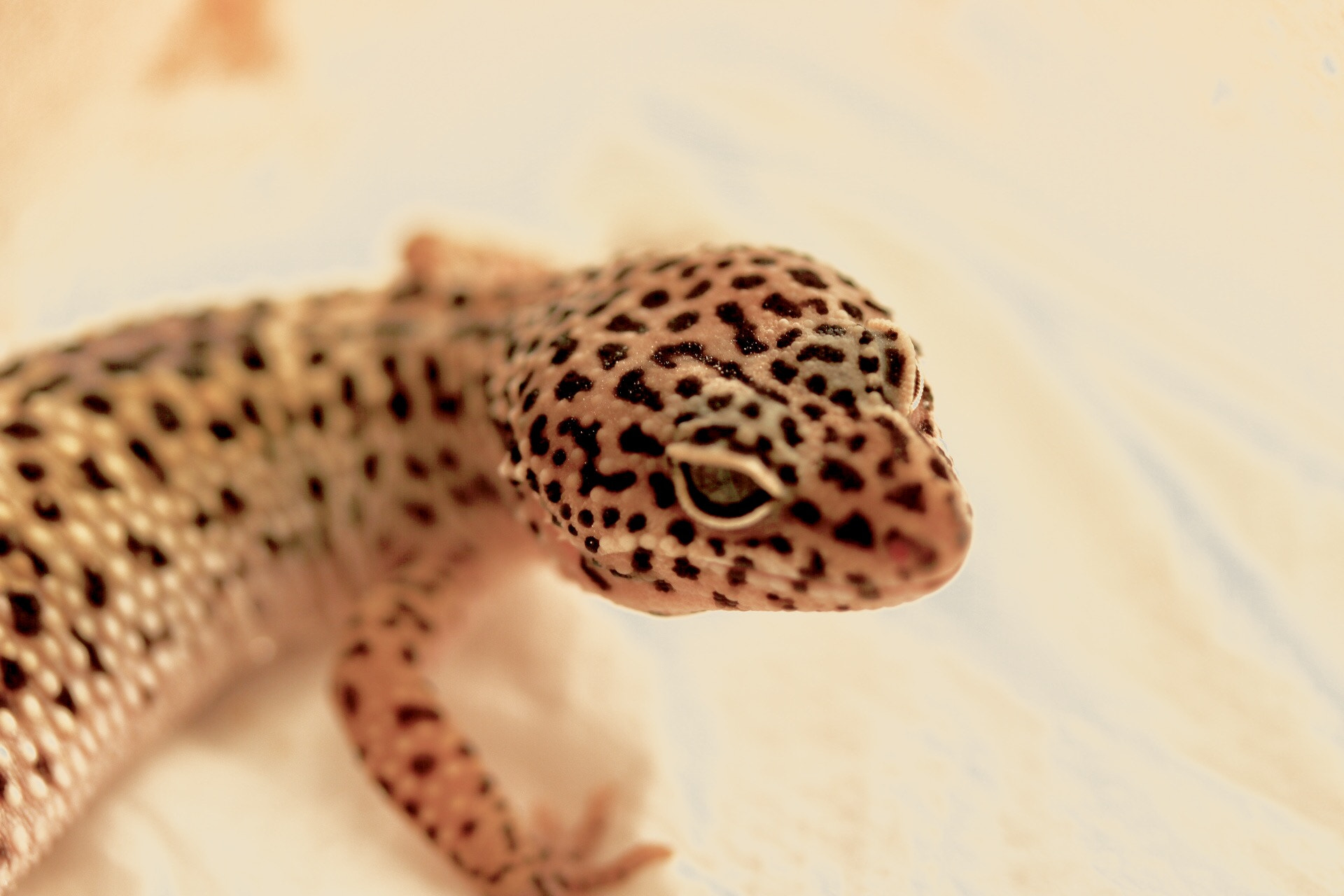Canon EF-S 60mm F2.8 Macro USM sample photo. Lizard photography