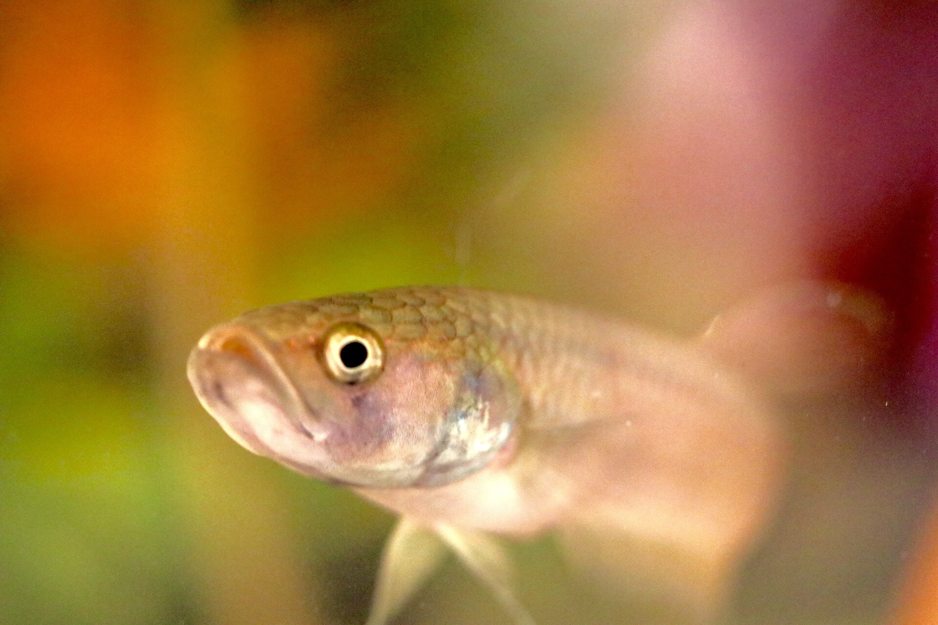 Canon EF-S 60mm F2.8 Macro USM sample photo. Fish photography