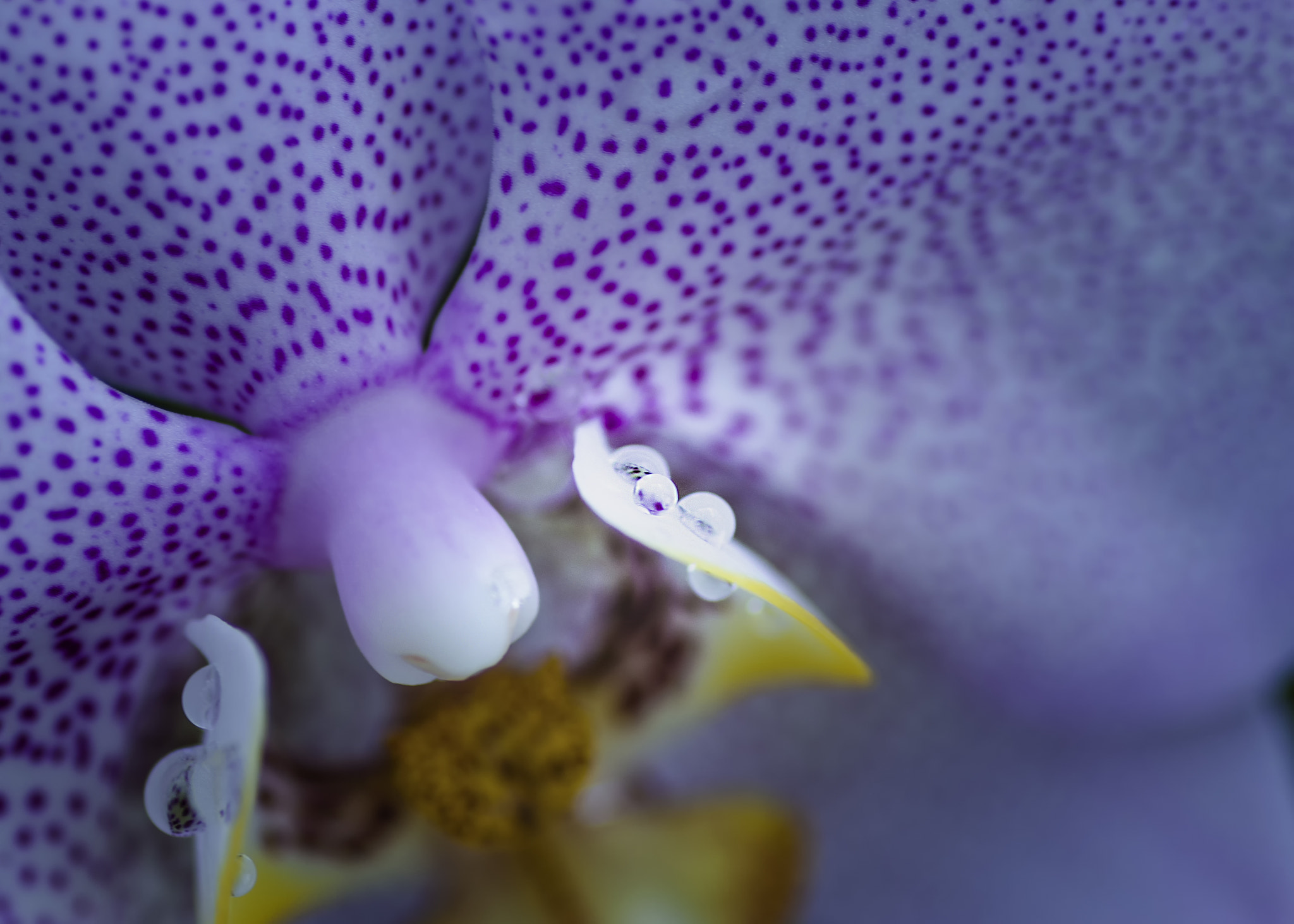 Nikon D5100 sample photo. Detalle de phalaenopsis photography