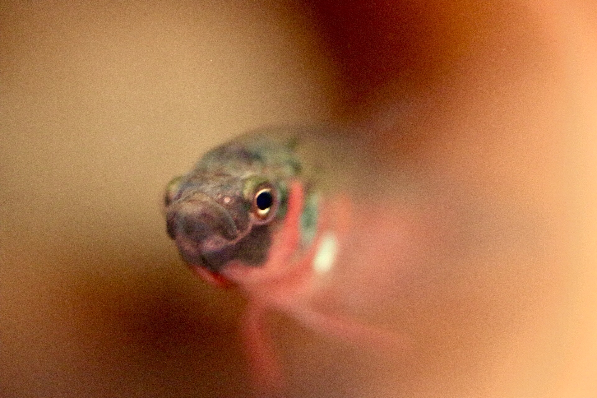 Canon EF-S 60mm F2.8 Macro USM sample photo. Fish photography