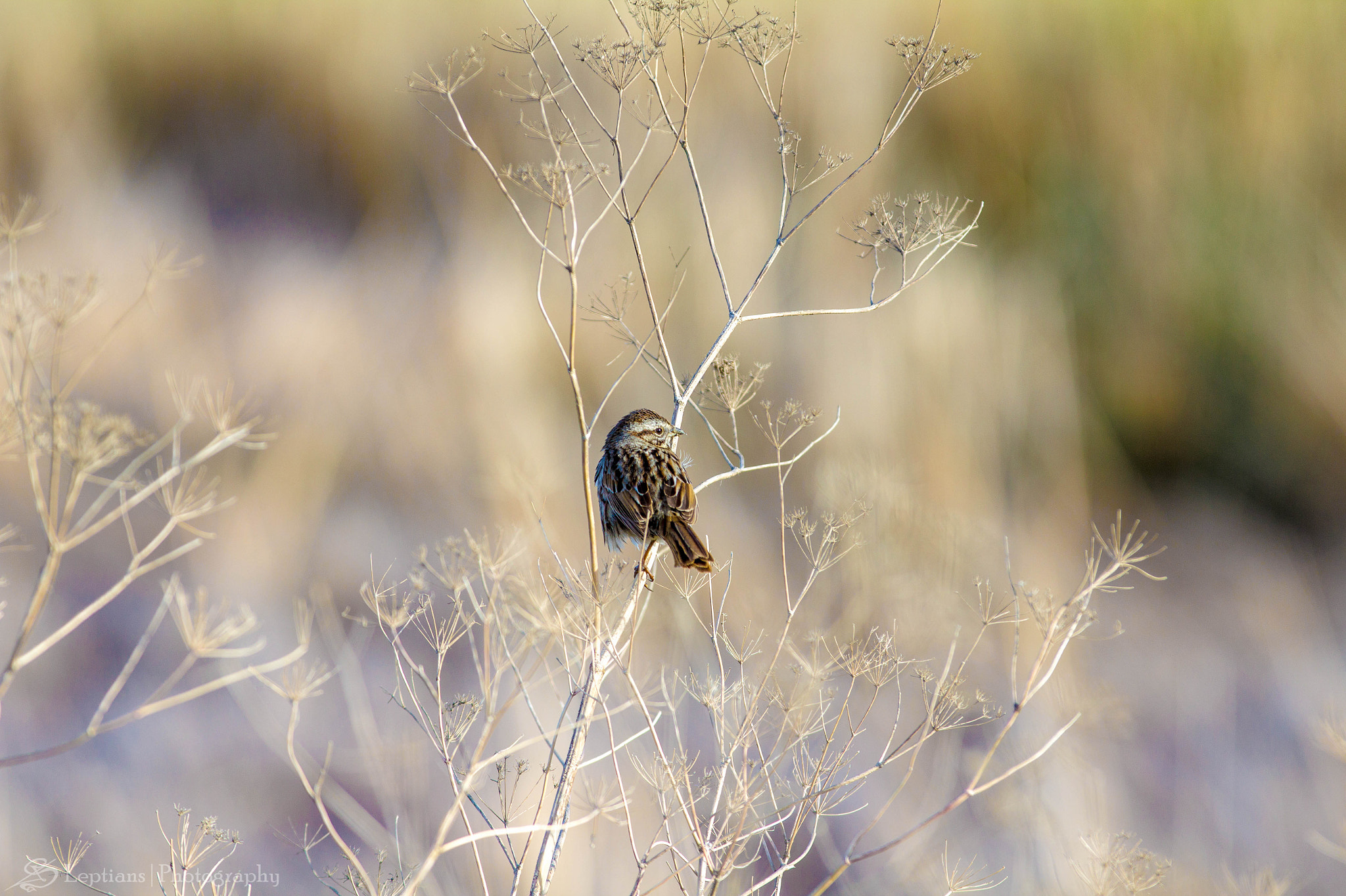 Canon EF 70-200mm F2.8L IS II USM sample photo. Lincoln's sparrow photography